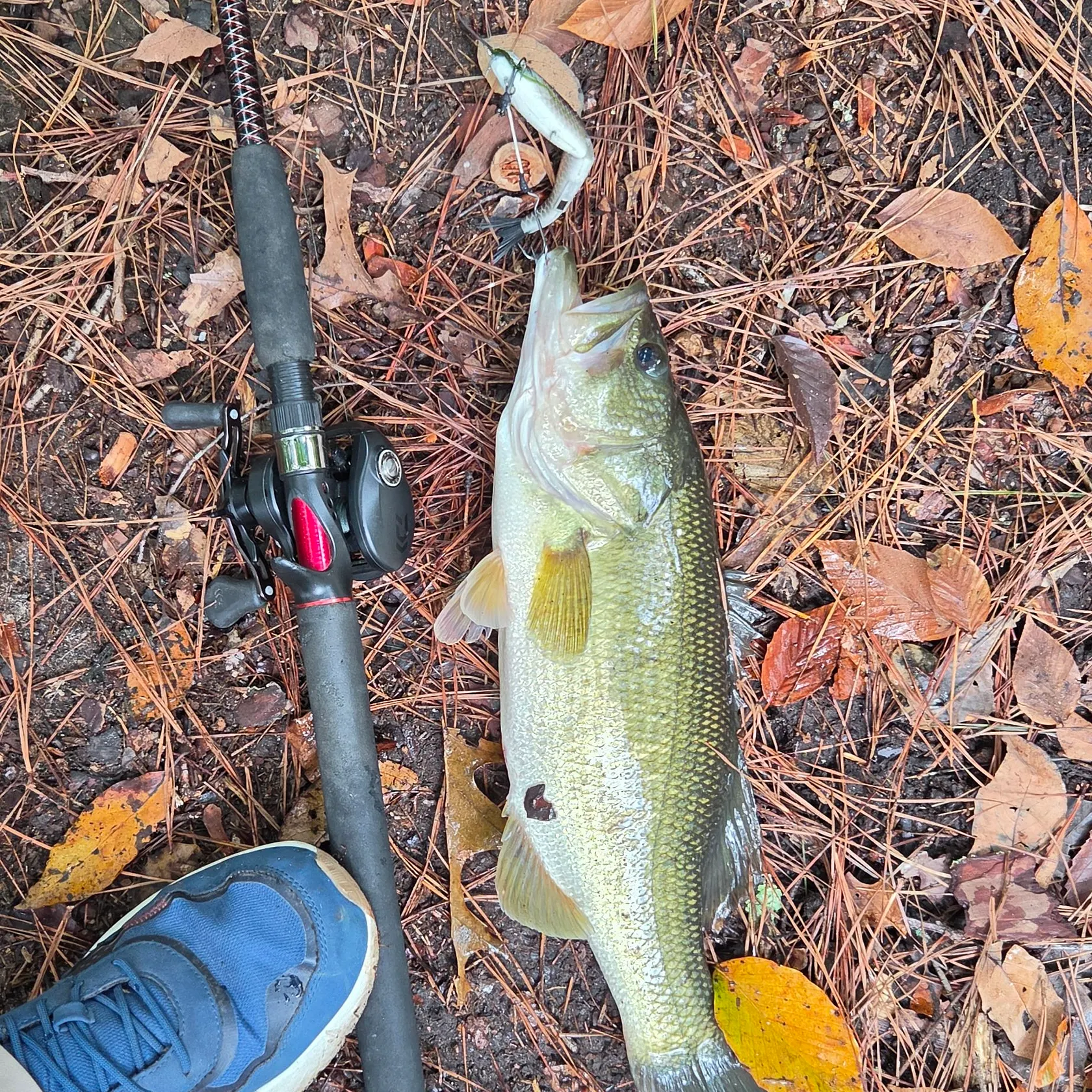 Largemouth bass caught on Fishbrain