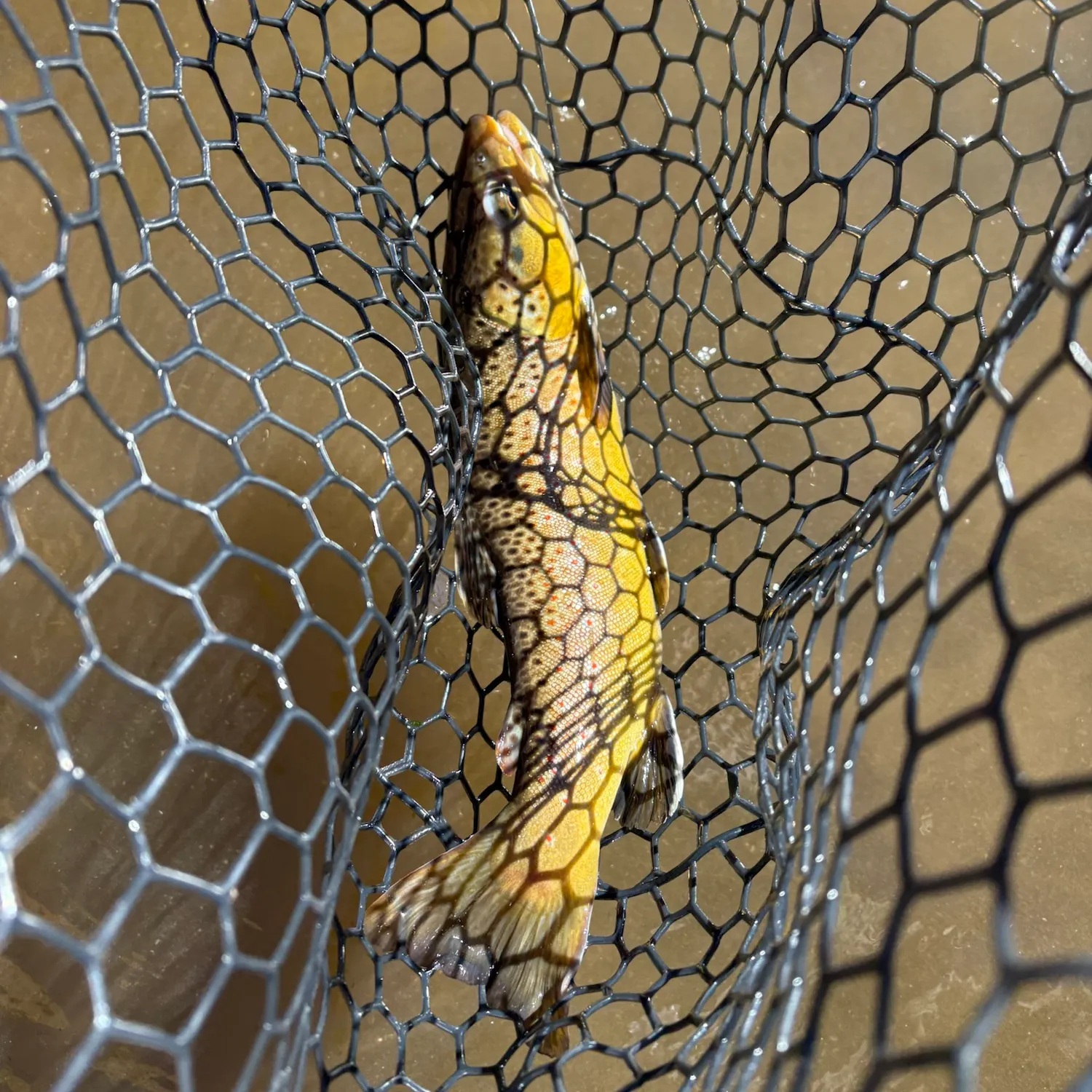 Brown trout caught on Fishbrain
