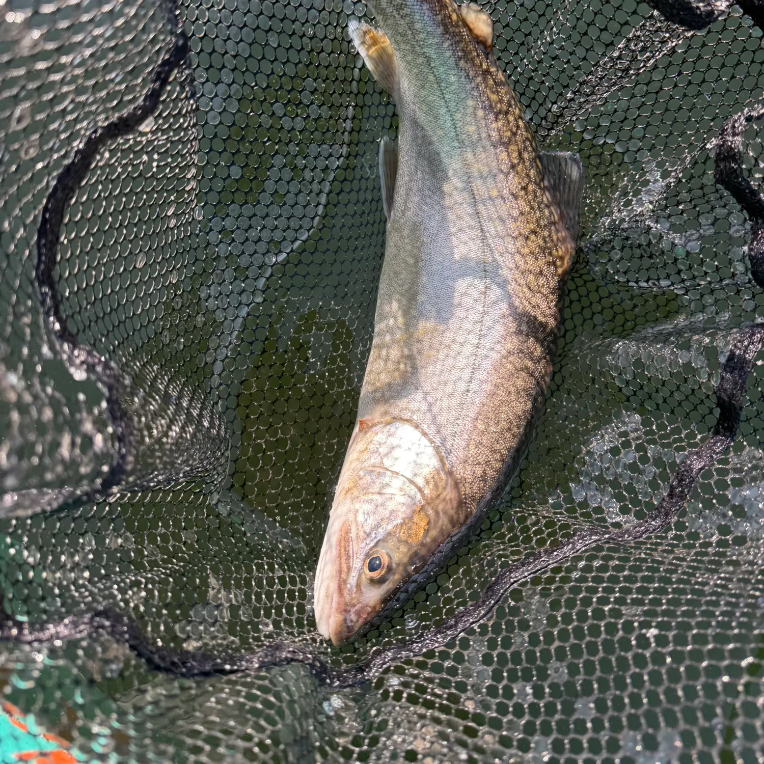 Lake char caught on Fishbrain