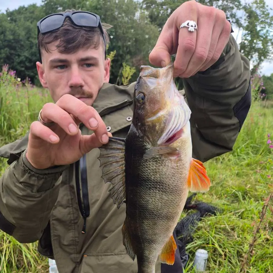 The most recent European perch catches on Fishbrain