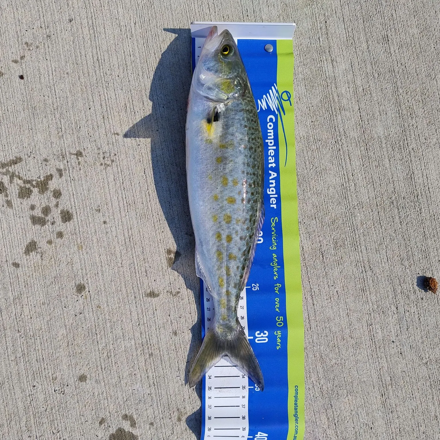 The most recent Western Australian salmon catches on Fishbrain