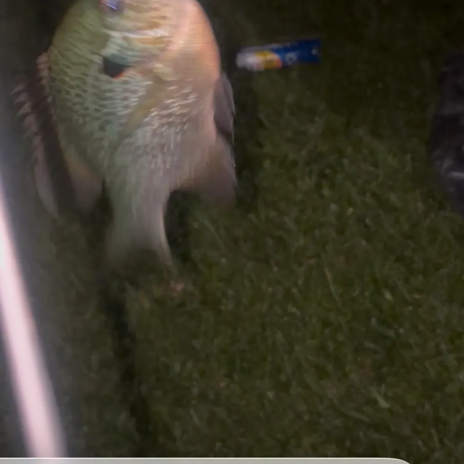 Redear sunfish caught on Fishbrain