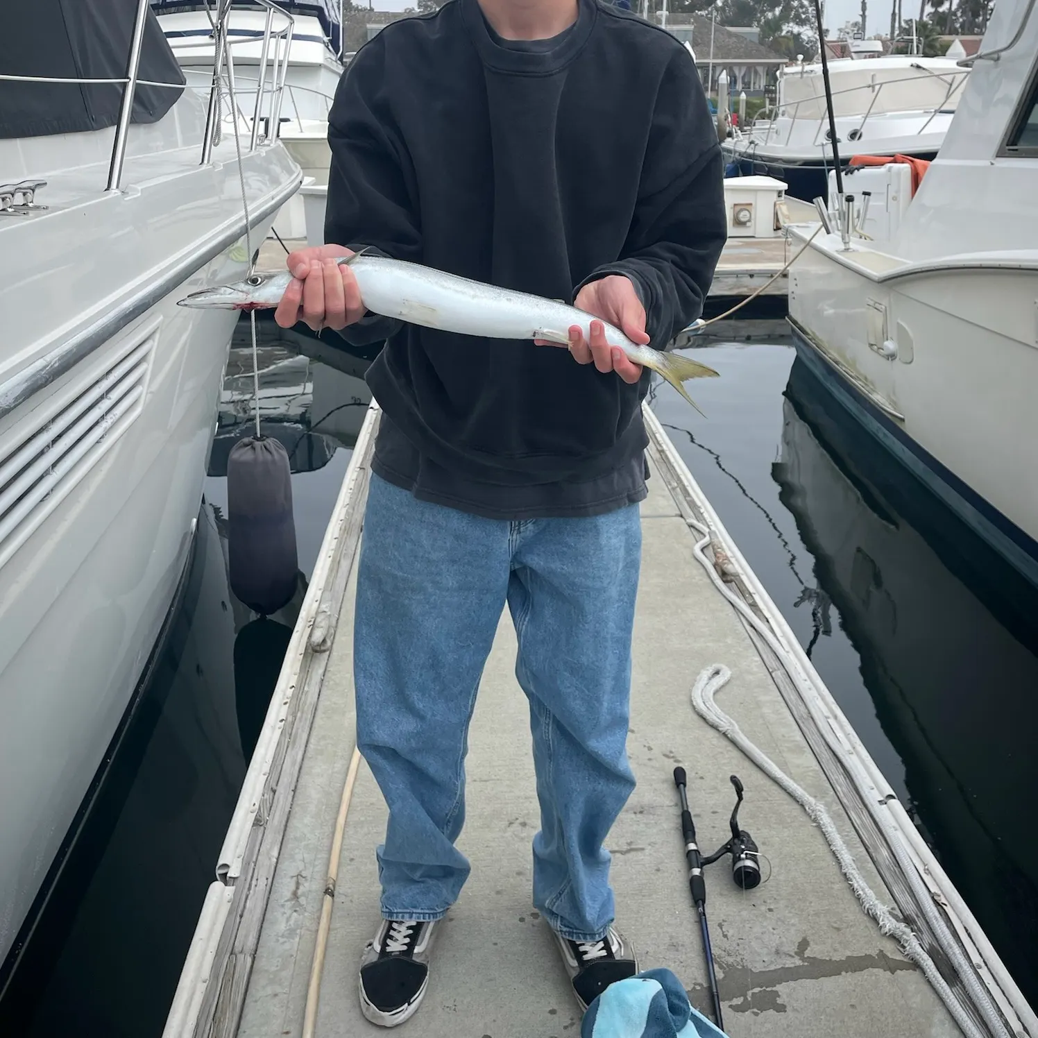 The most recent Pacific barracuda catches on Fishbrain