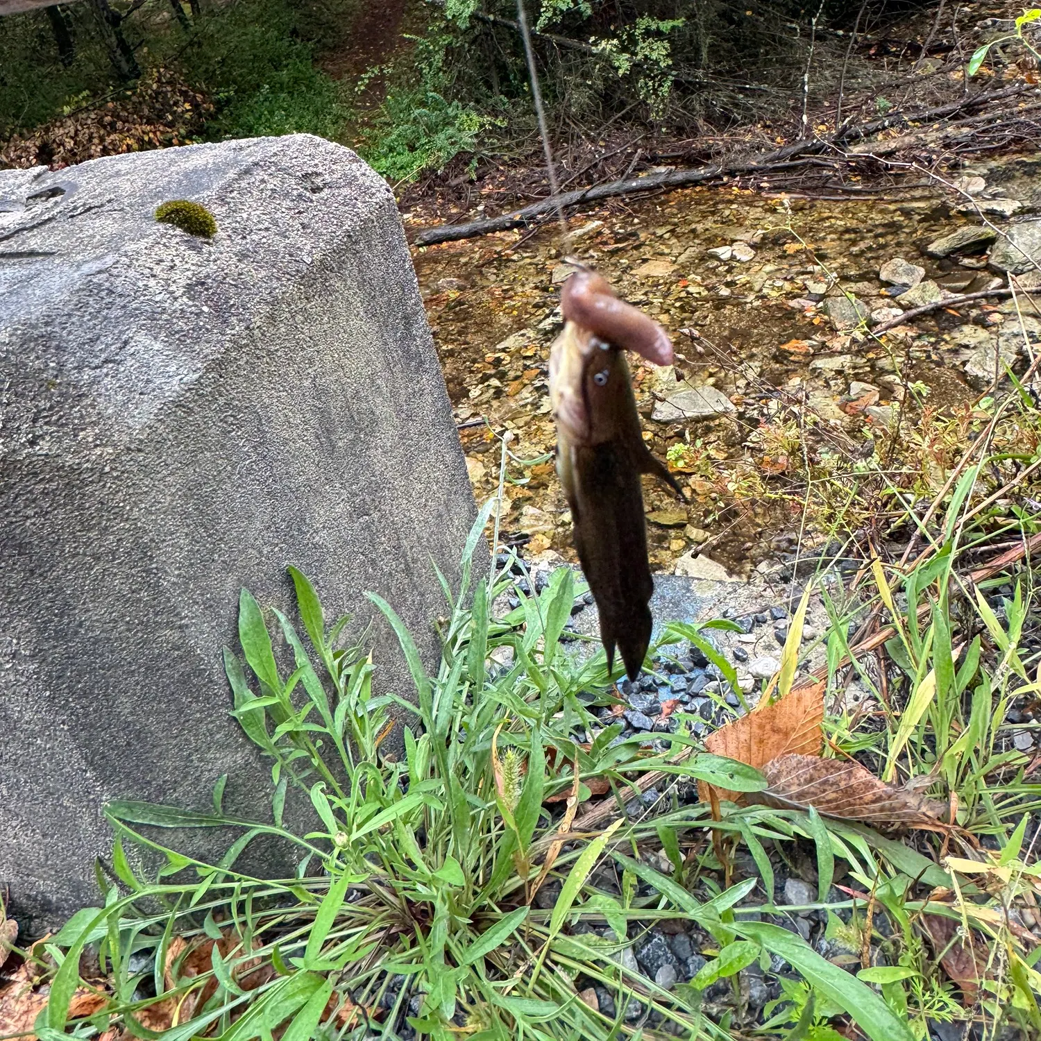 Yellow bullhead caught on Fishbrain