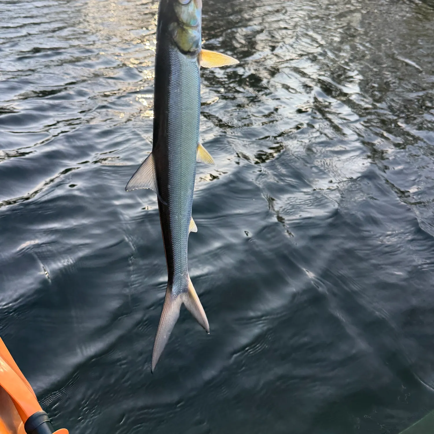 The most recent Ladyfish catches on Fishbrain