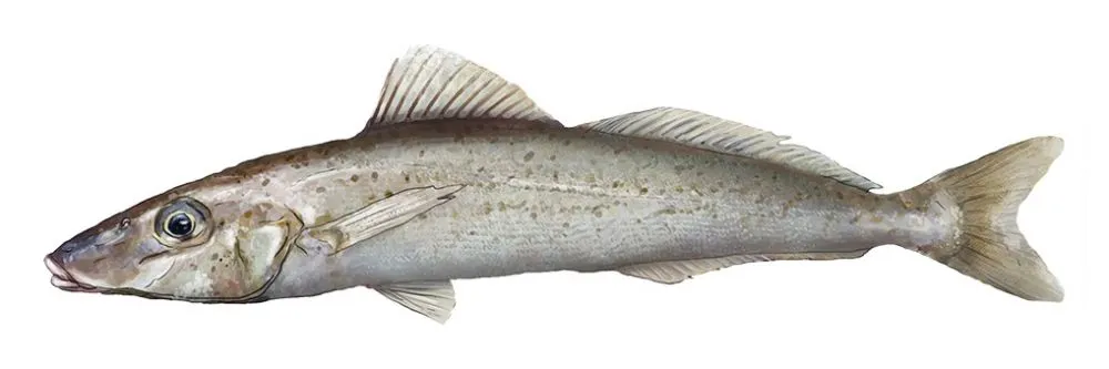 King George whiting