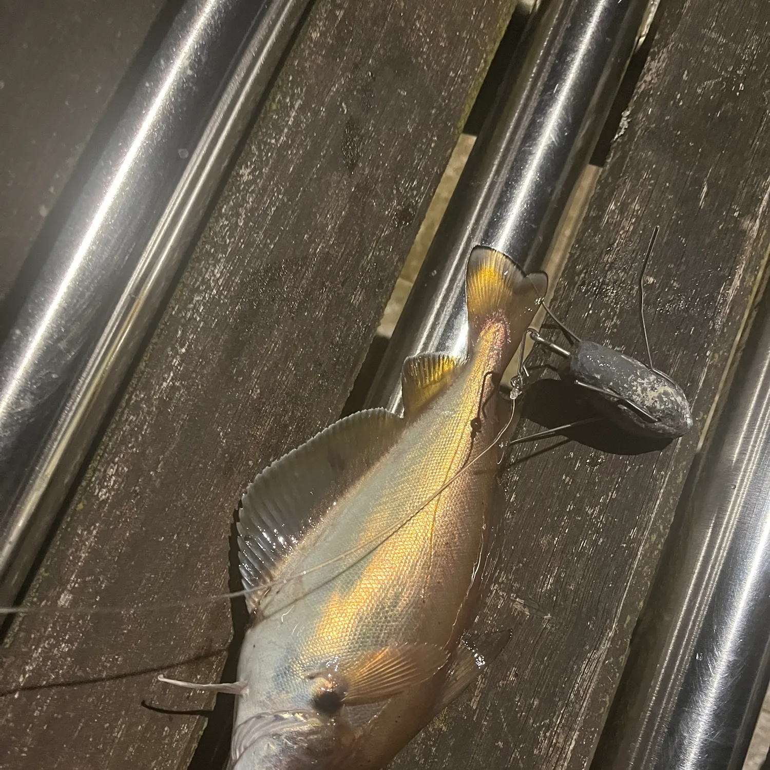 The most recent Pouting catches on Fishbrain