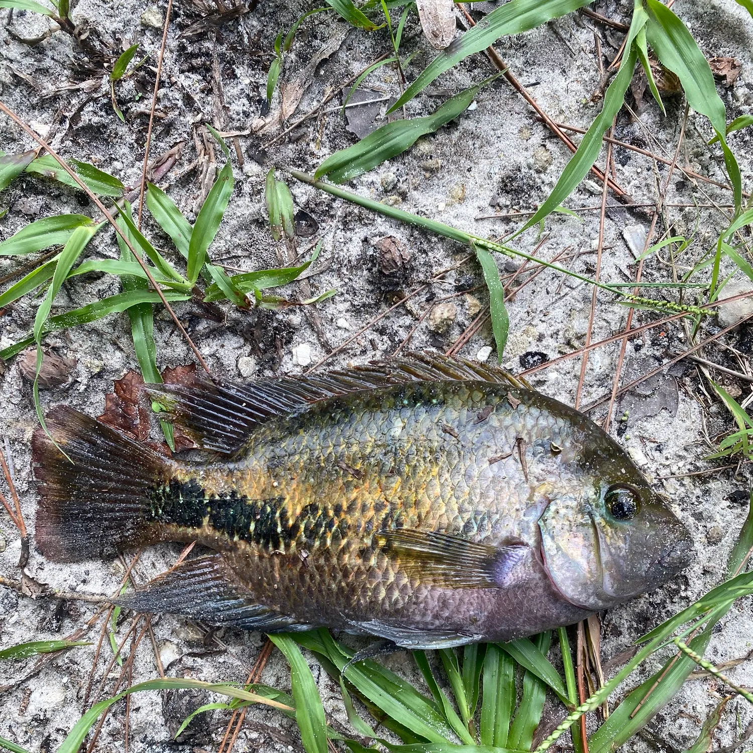 The most recent Yellowbelly cichlid catches on Fishbrain