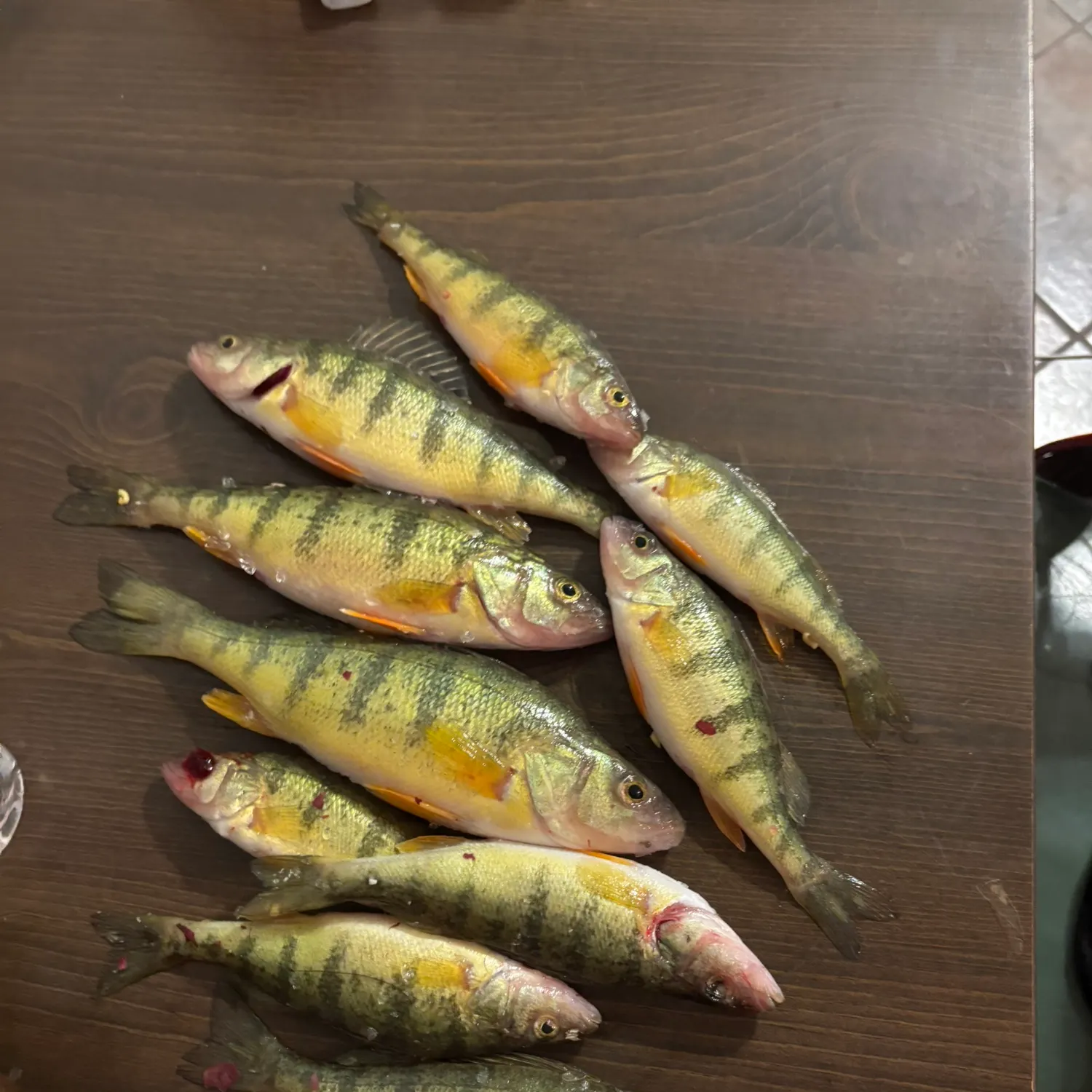 recently logged catches