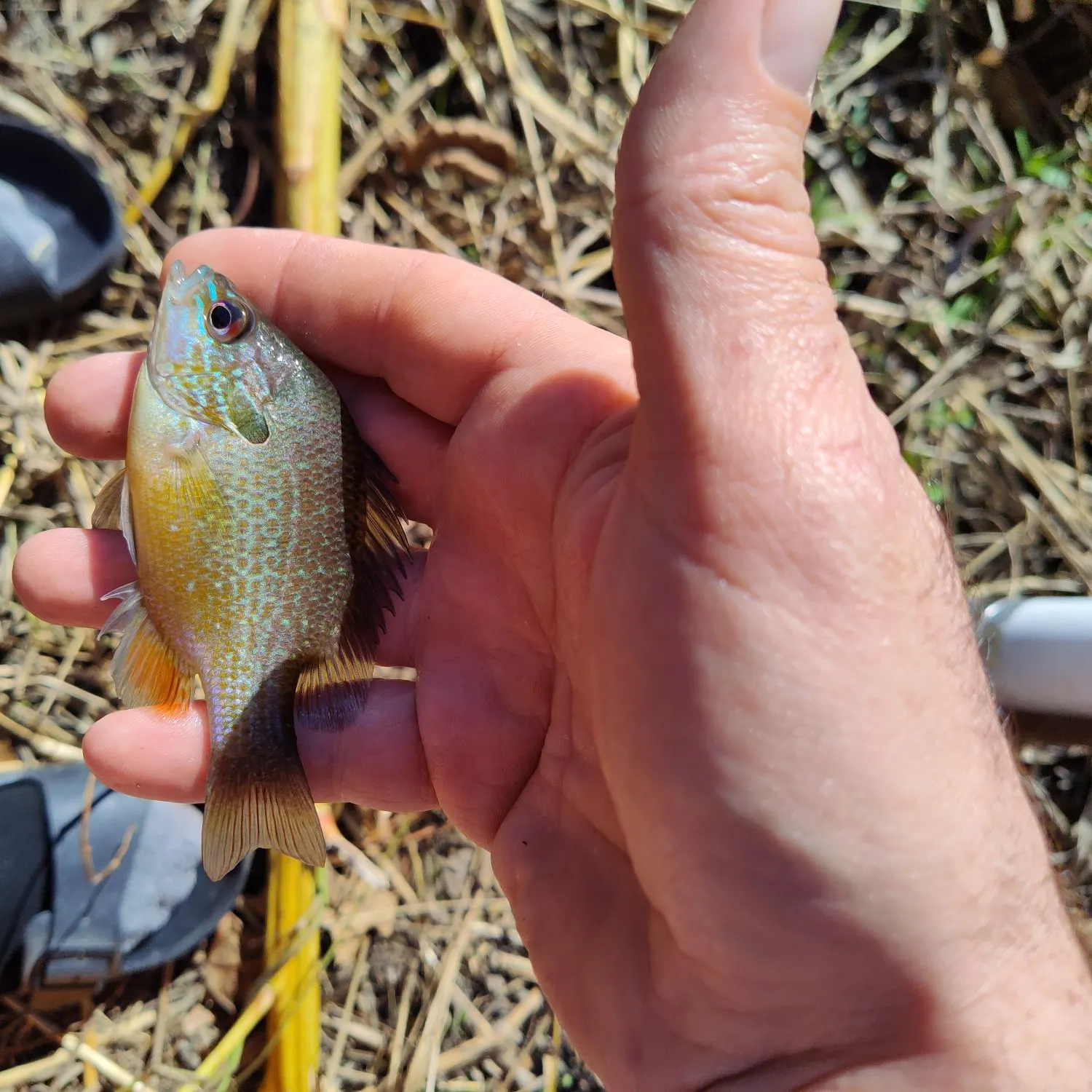 The most recent Longear sunfish catches on Fishbrain