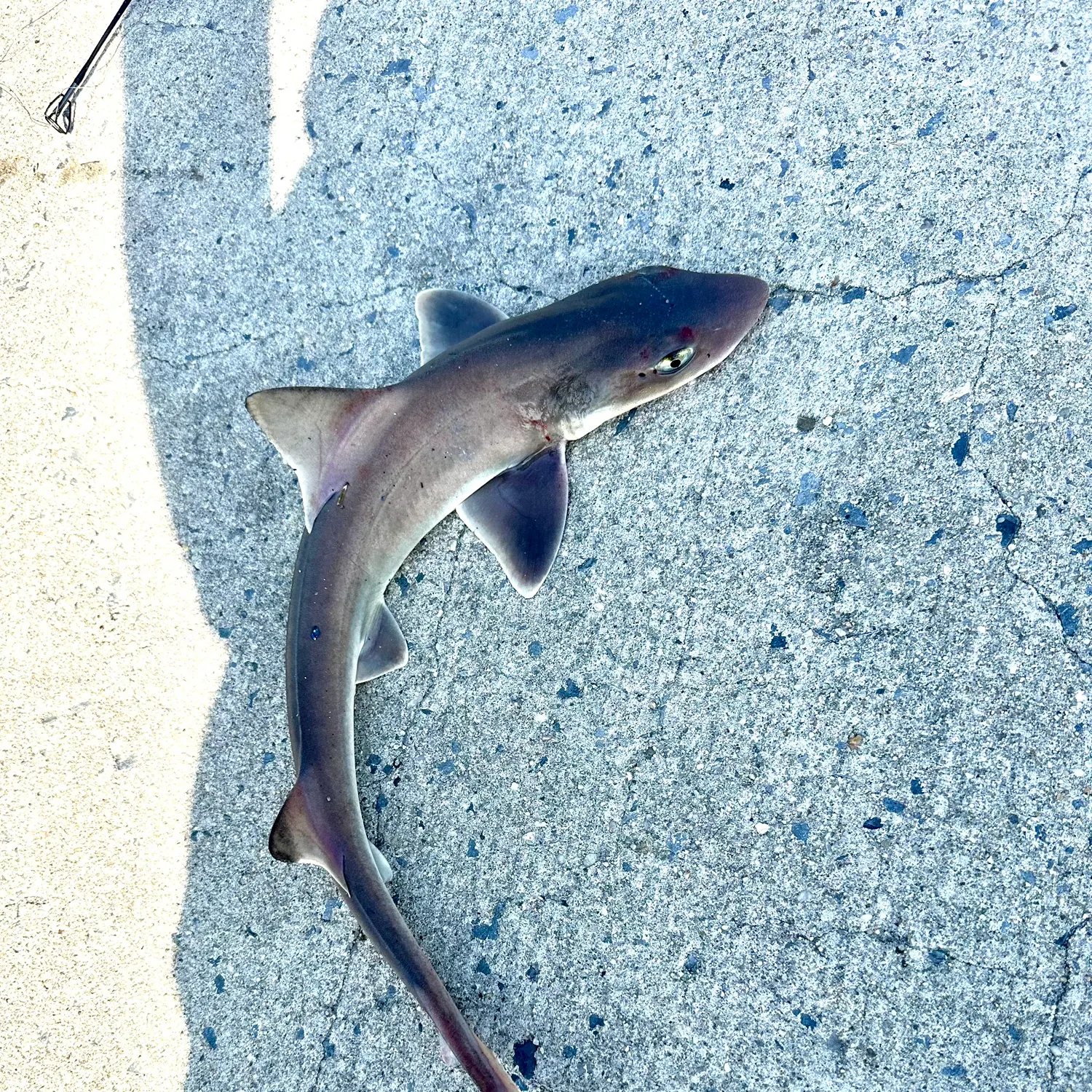 Dusky smooth-hound caught on Fishbrain
