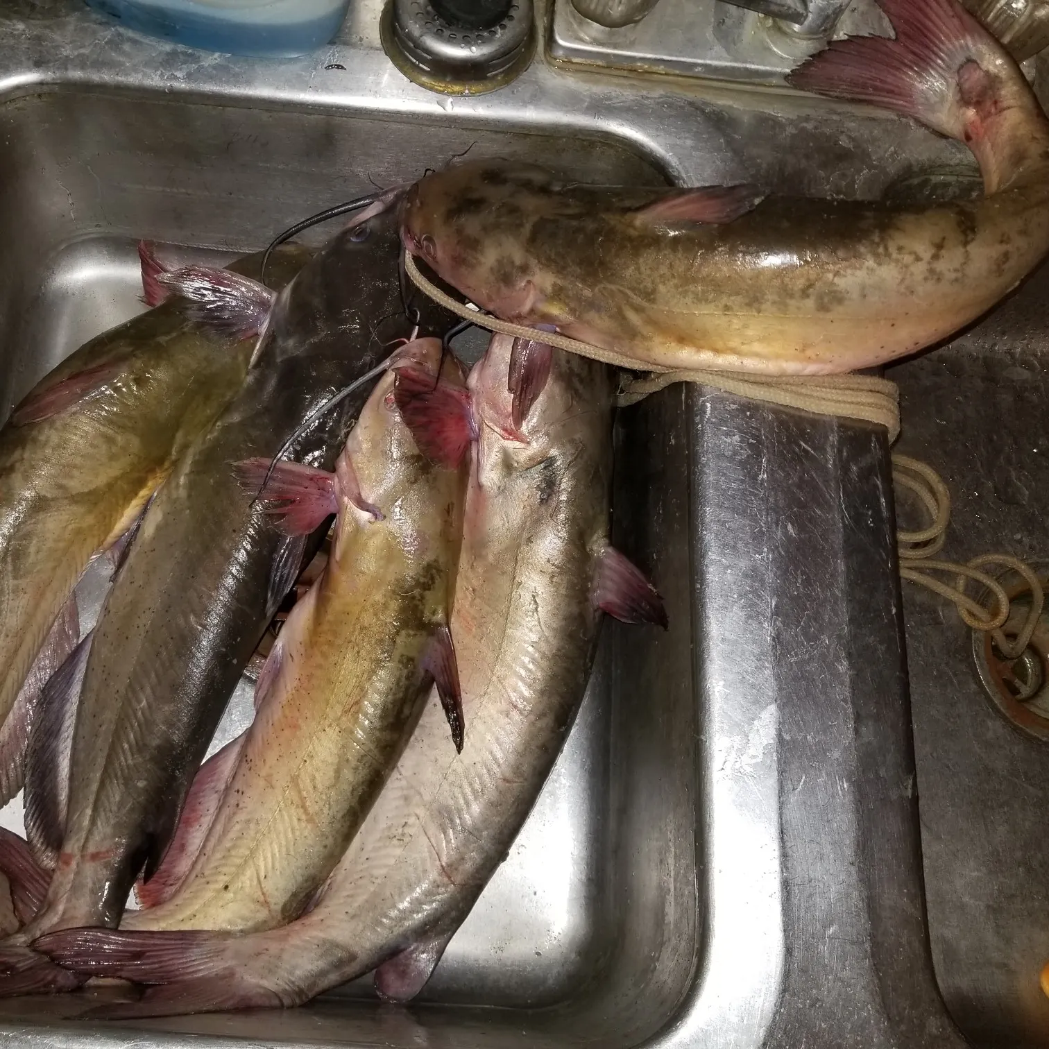 angler catch