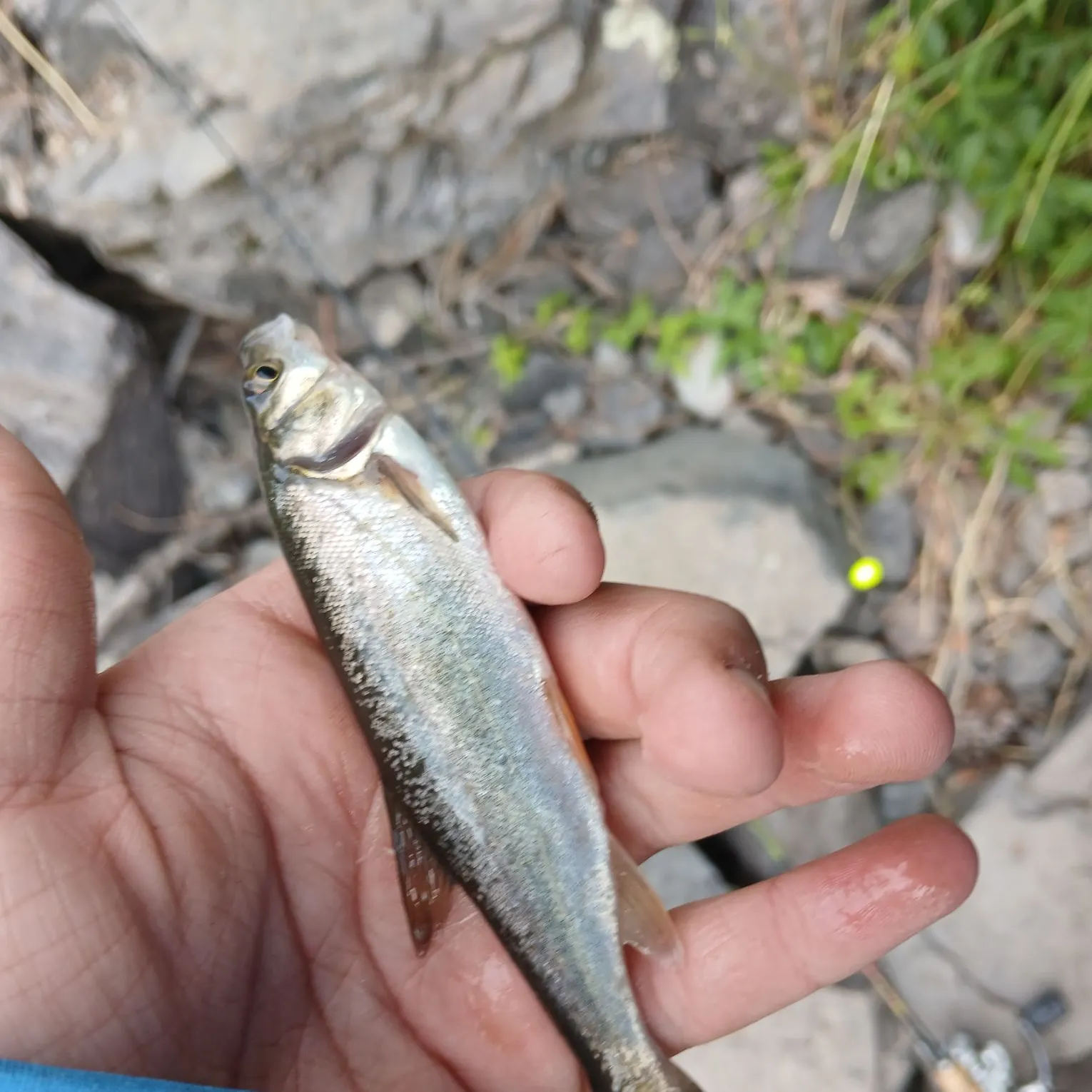 The most recent Roundtail chub catches on Fishbrain