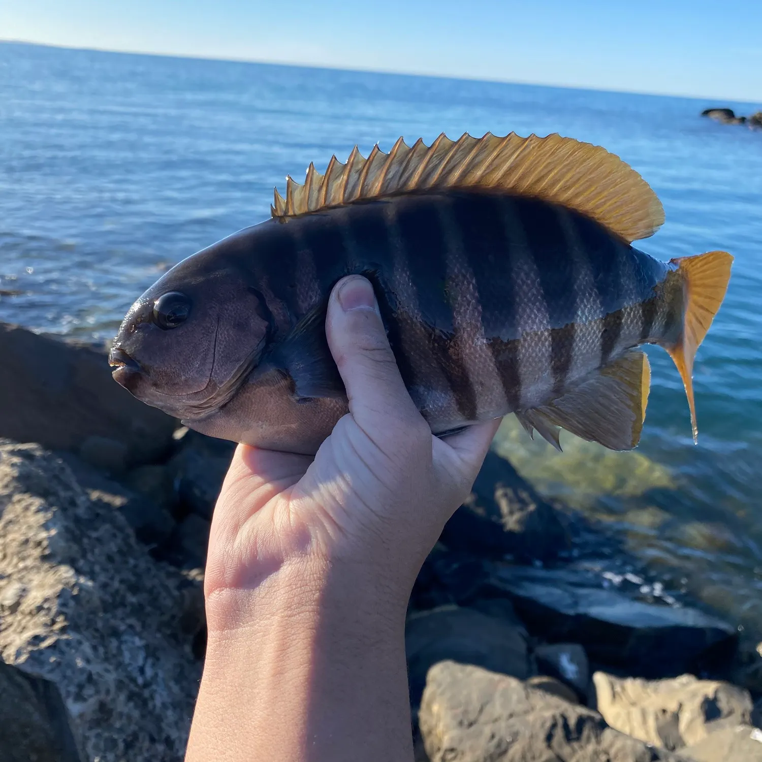 The most recent Zebra fish catches on Fishbrain