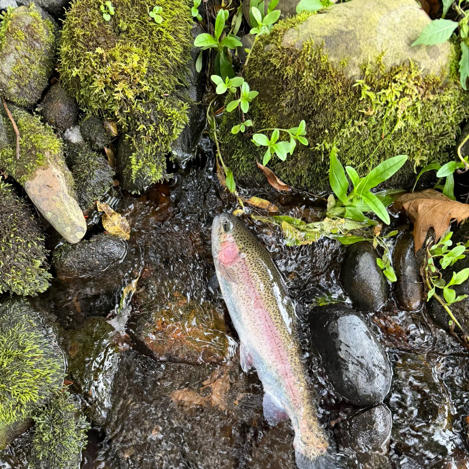 Rainbow trout caught on Fishbrain