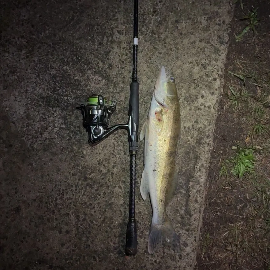 Zander caught on Fishbrain