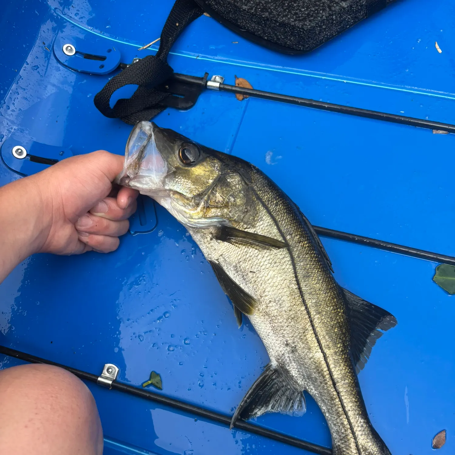The most recent Swordspine Snook catches on Fishbrain
