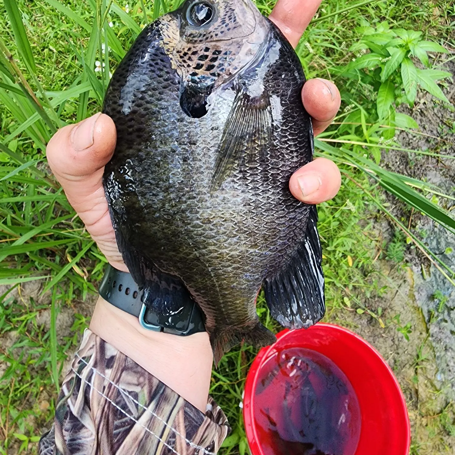 catch