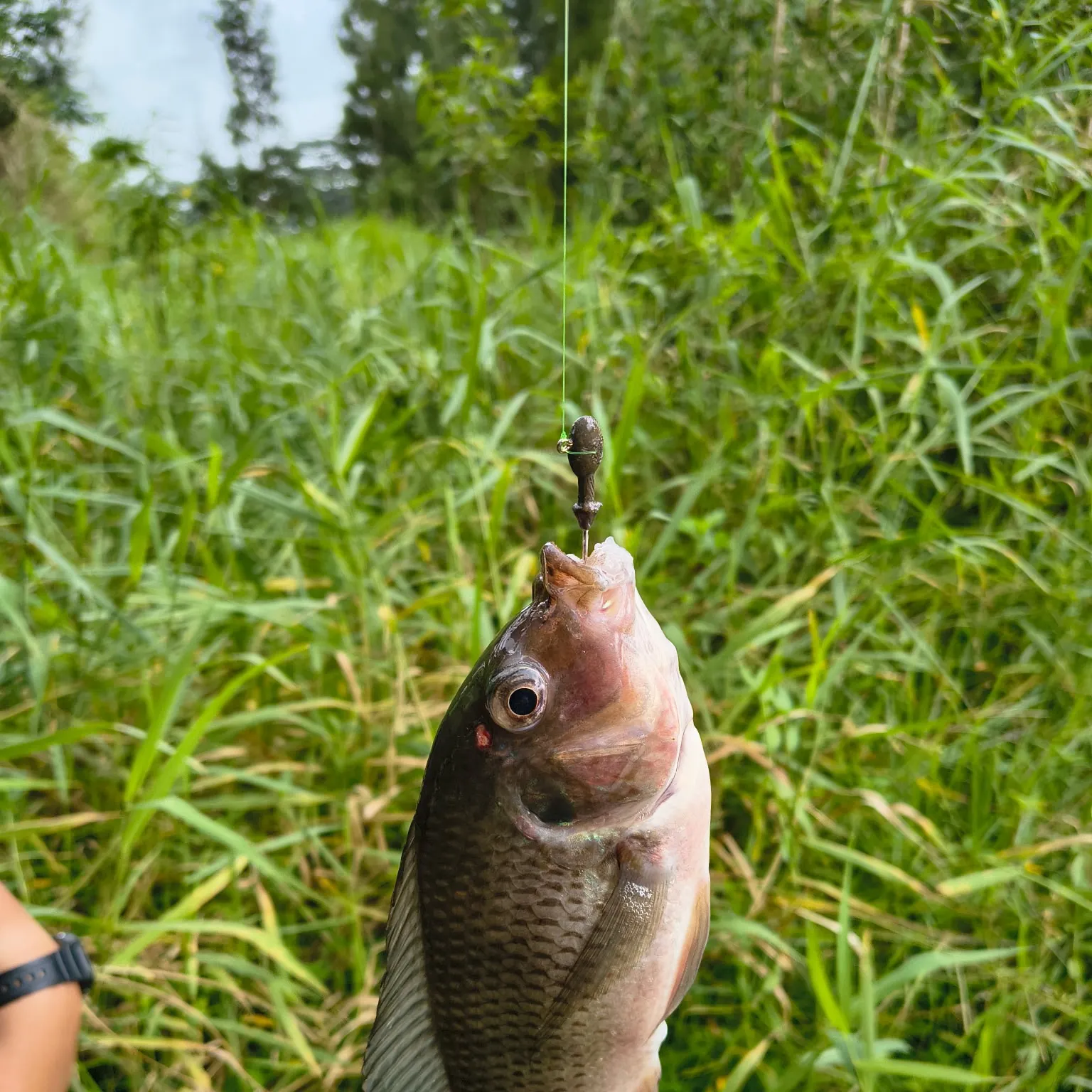 The most recent Redbreast tilapia catches on Fishbrain