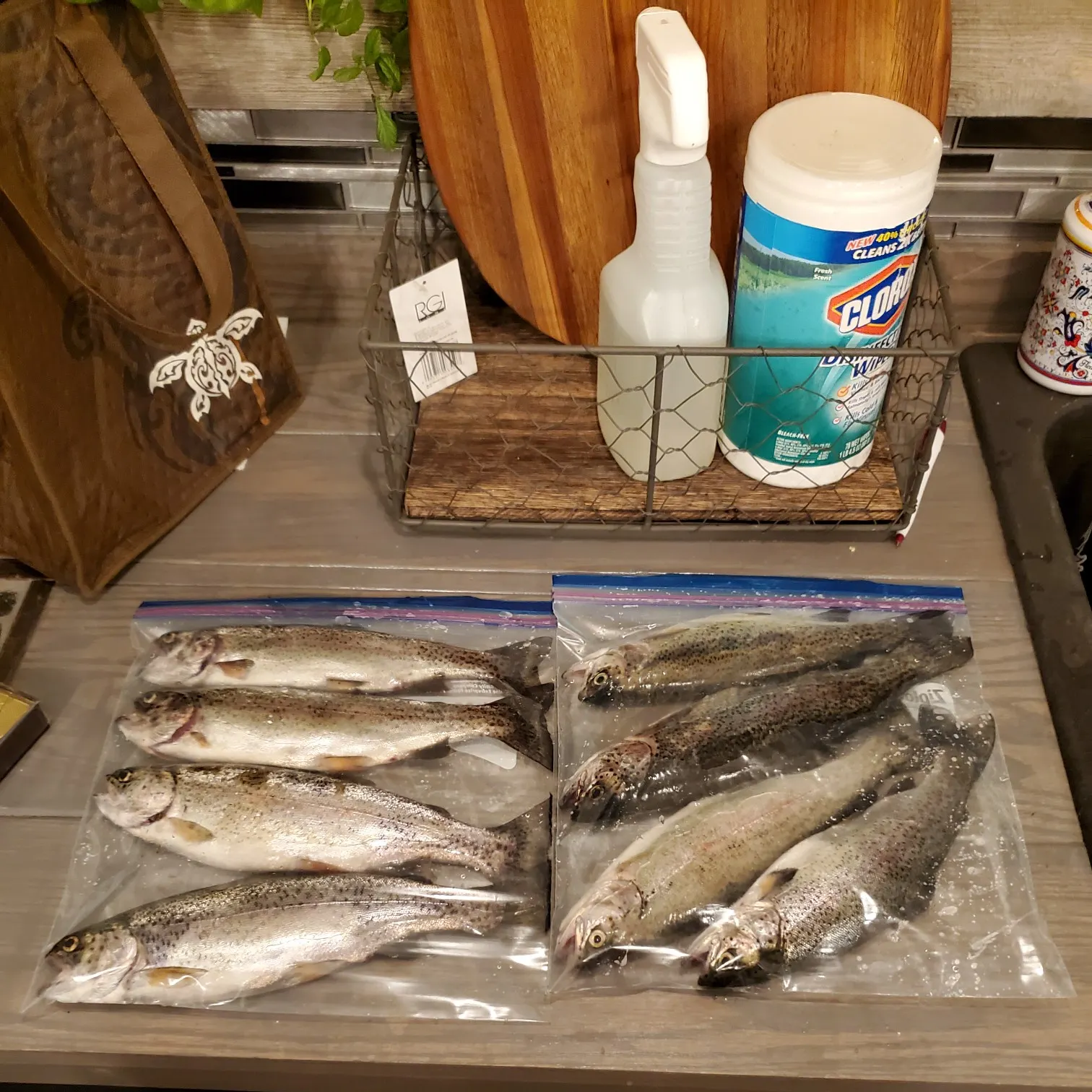 recently logged catches