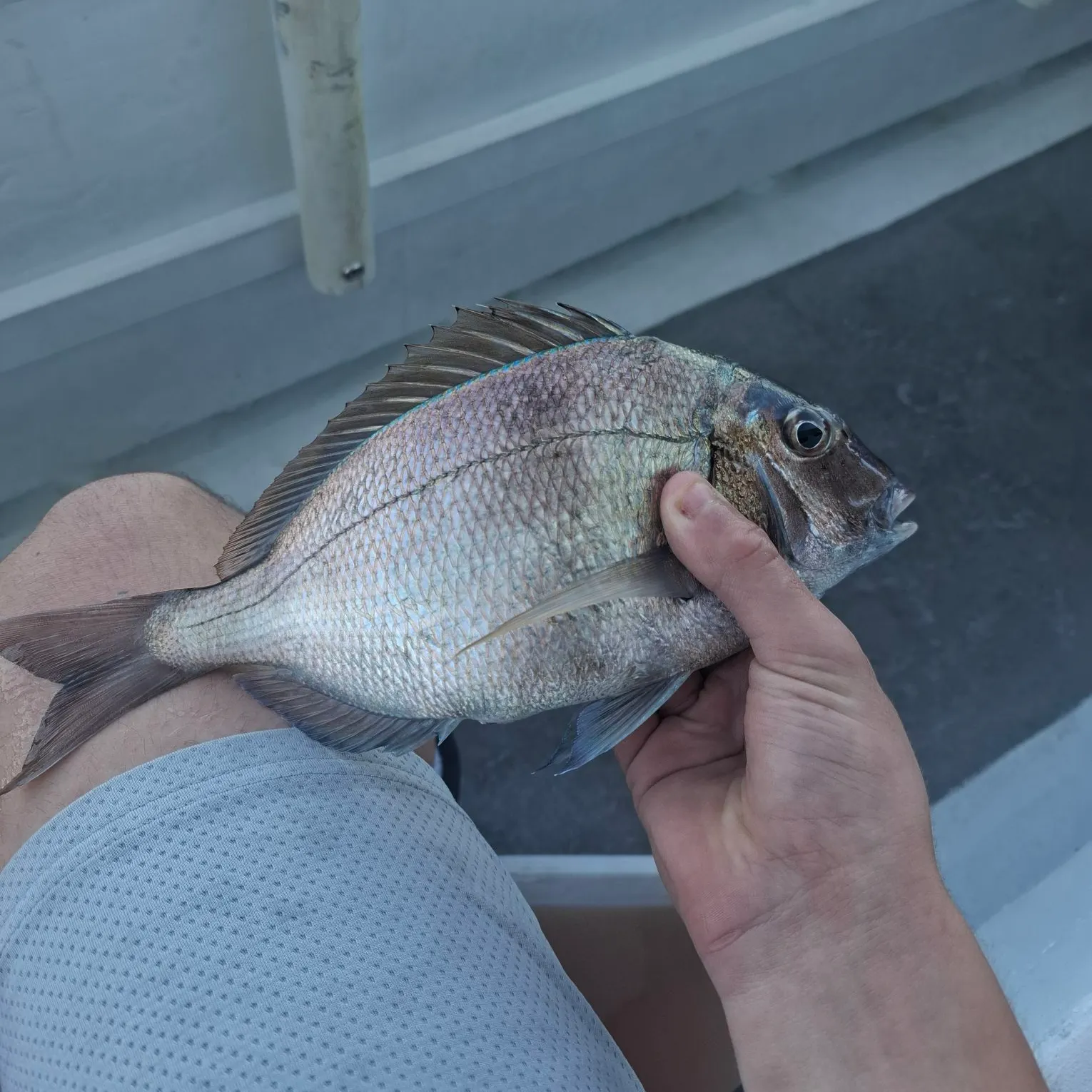 Scup caught on Fishbrain