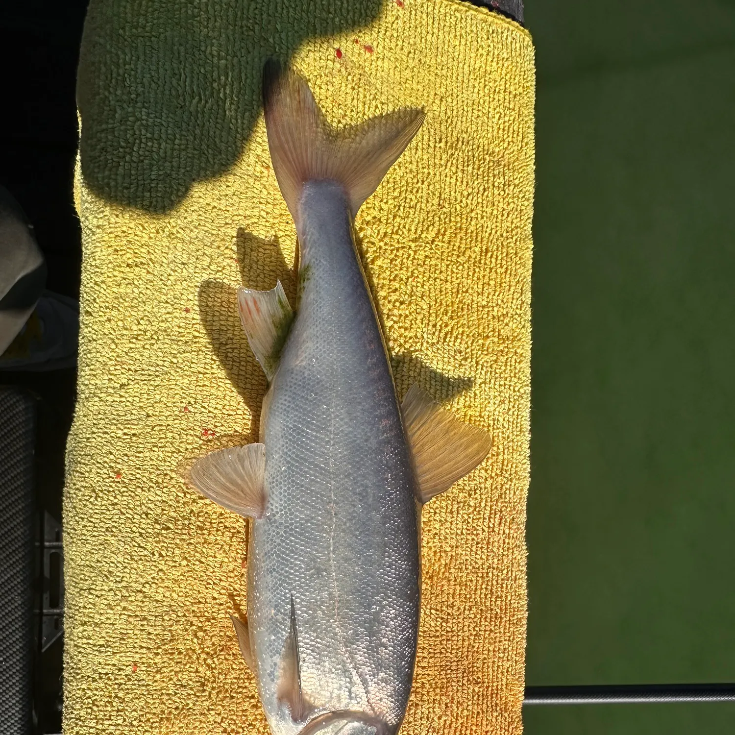 The most recent Sacramento blackfish catches on Fishbrain