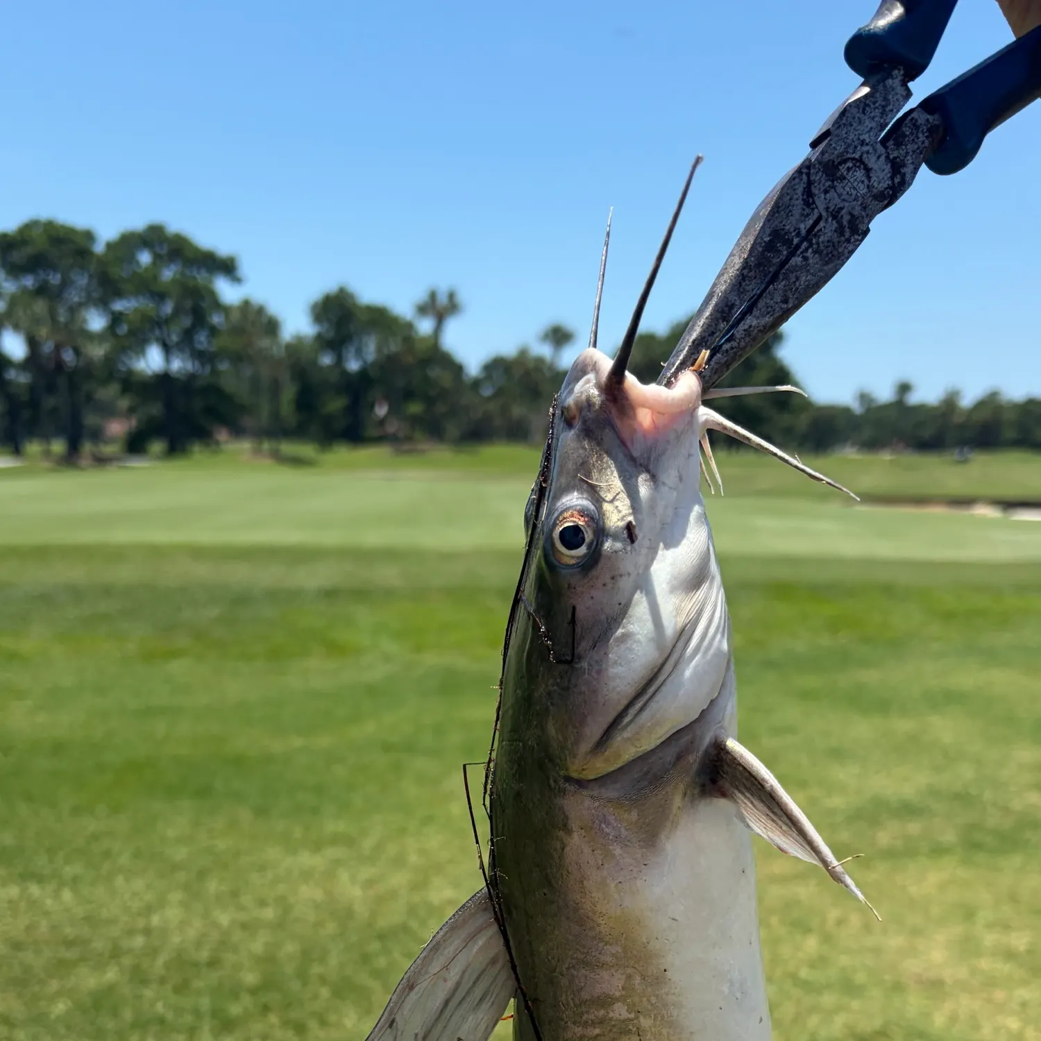 catch