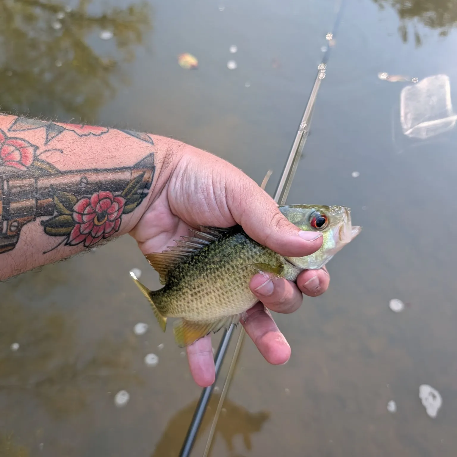 Rock bass caught on Fishbrain