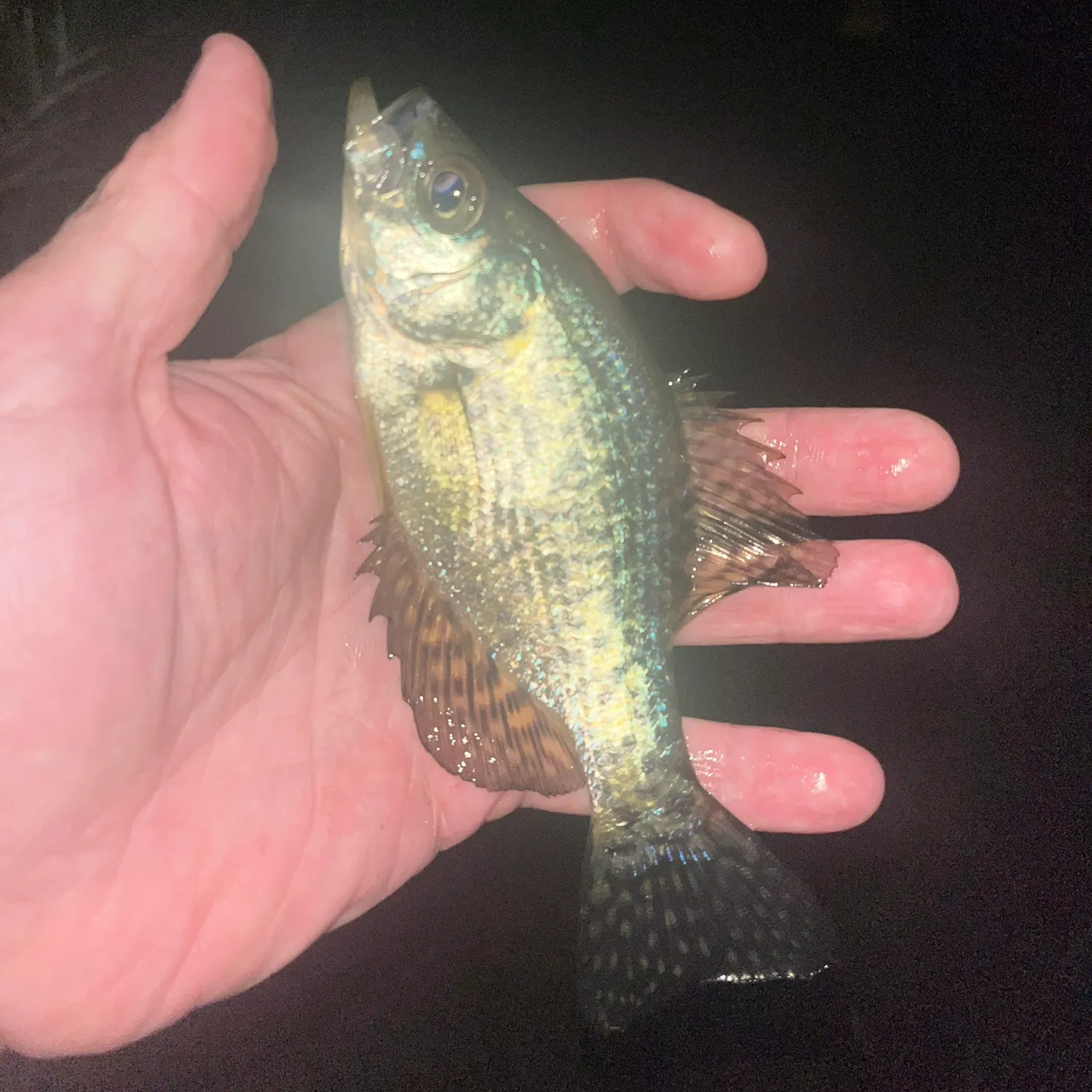 Black crappie caught on Fishbrain