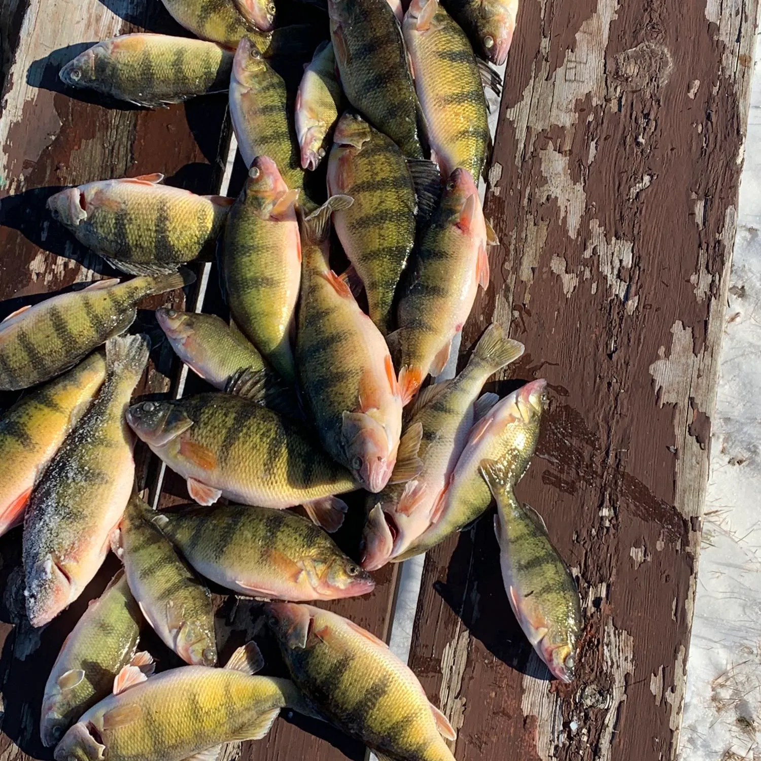 recently logged catches