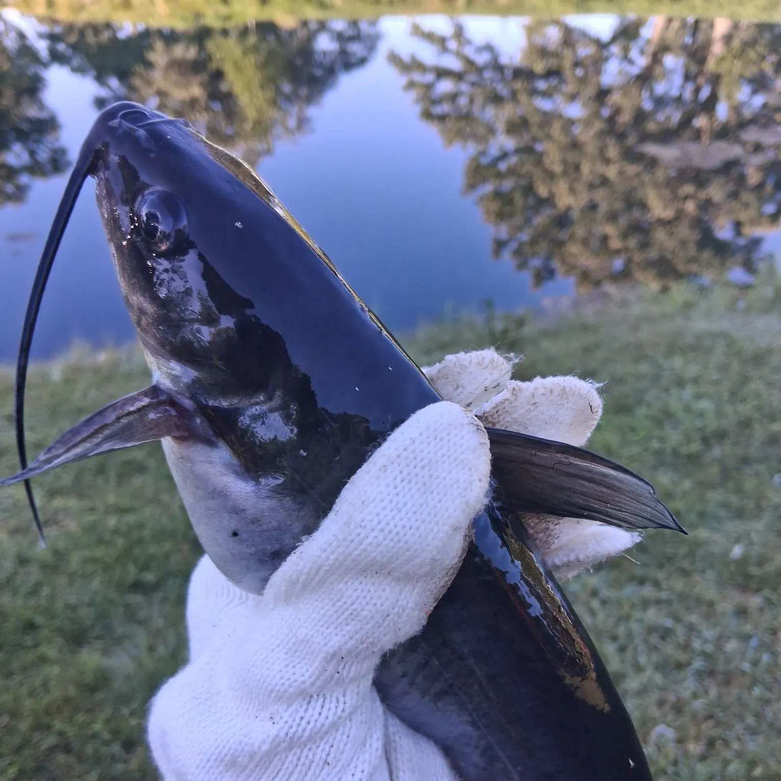 Fish caught on Fishbrain