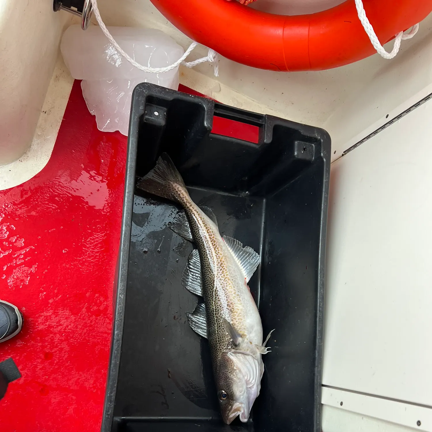 Atlantic cod caught on Fishbrain