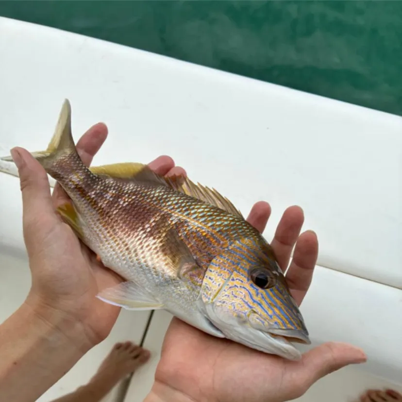 White grunt caught on Fishbrain