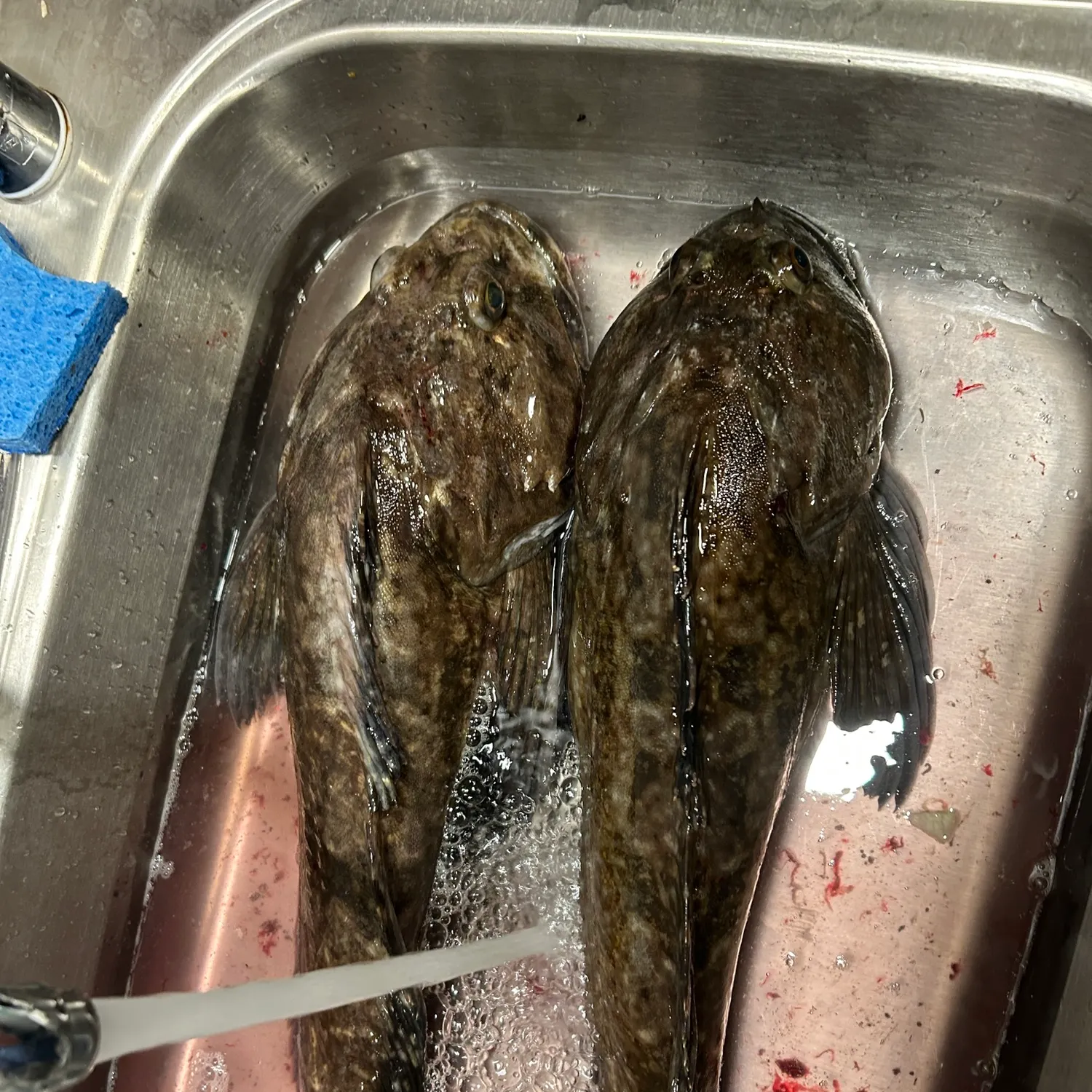 Cabezon caught on Fishbrain