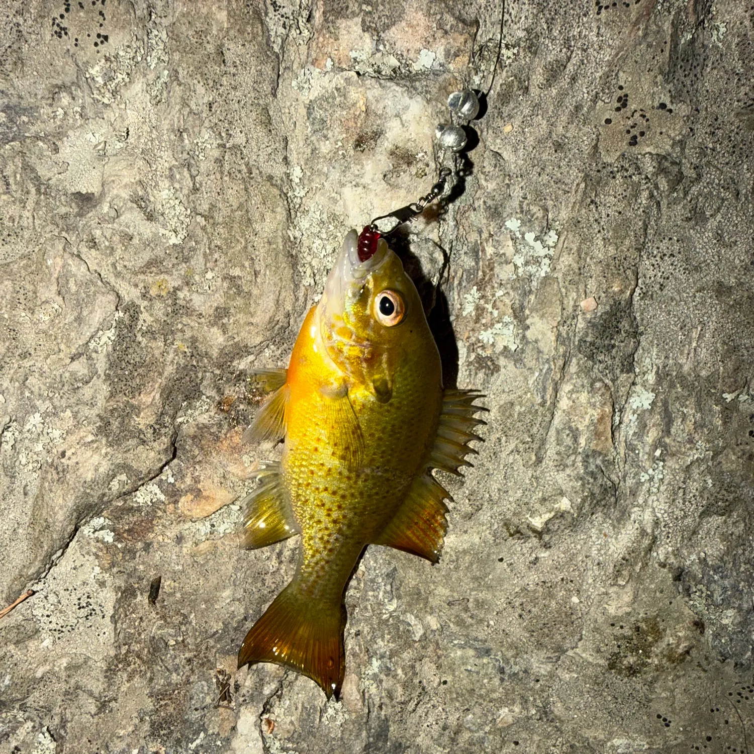 Redbreast sunfish caught on Fishbrain