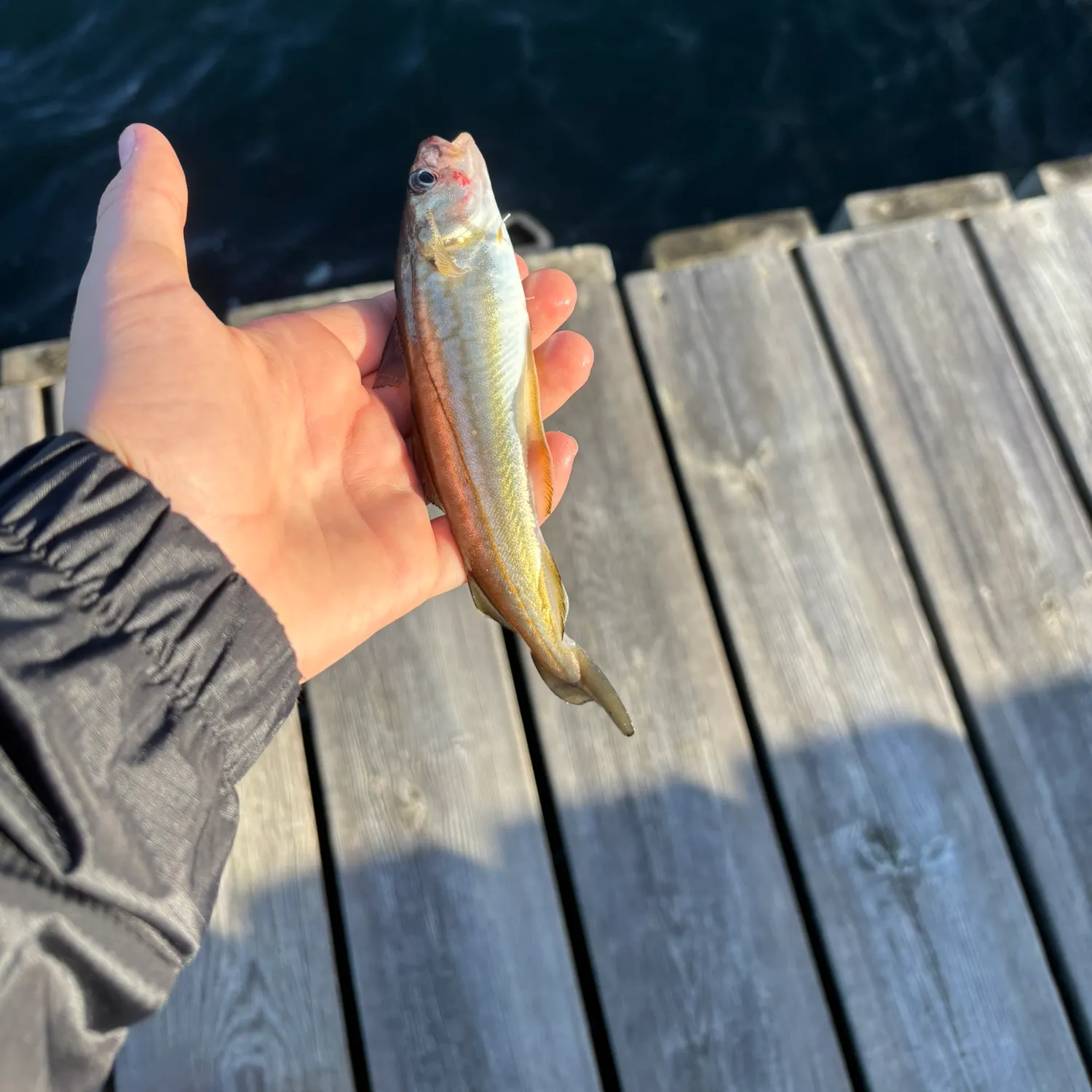 The most recent Whiting catches on Fishbrain