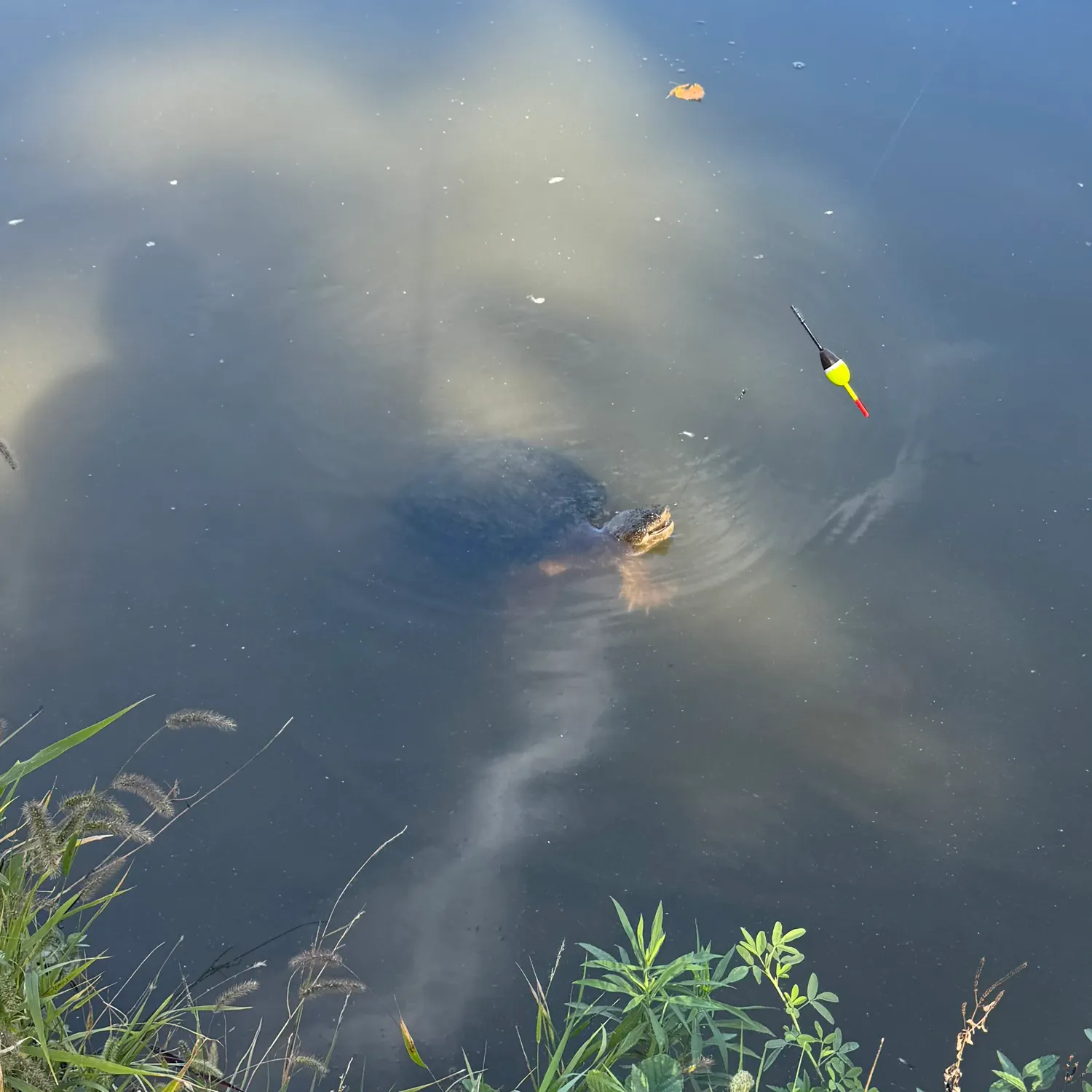Common snapping turtle caught on Fishbrain