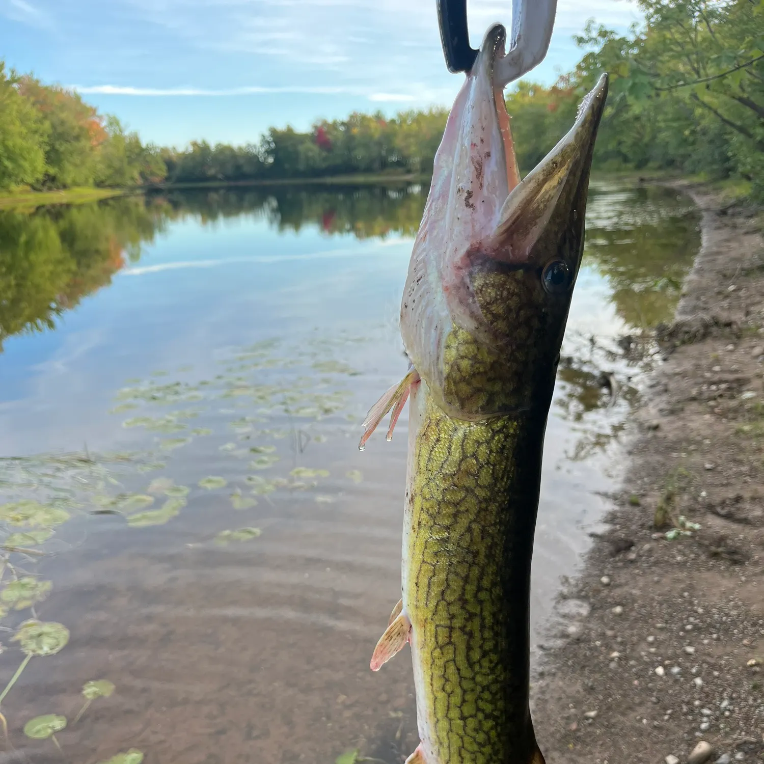 Chain pickerel caught on Fishbrain