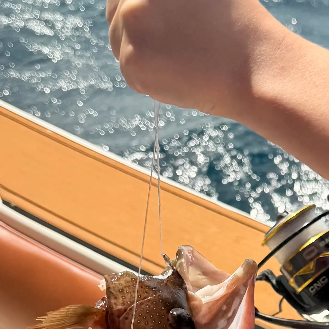 The most recent Misty grouper catches on Fishbrain