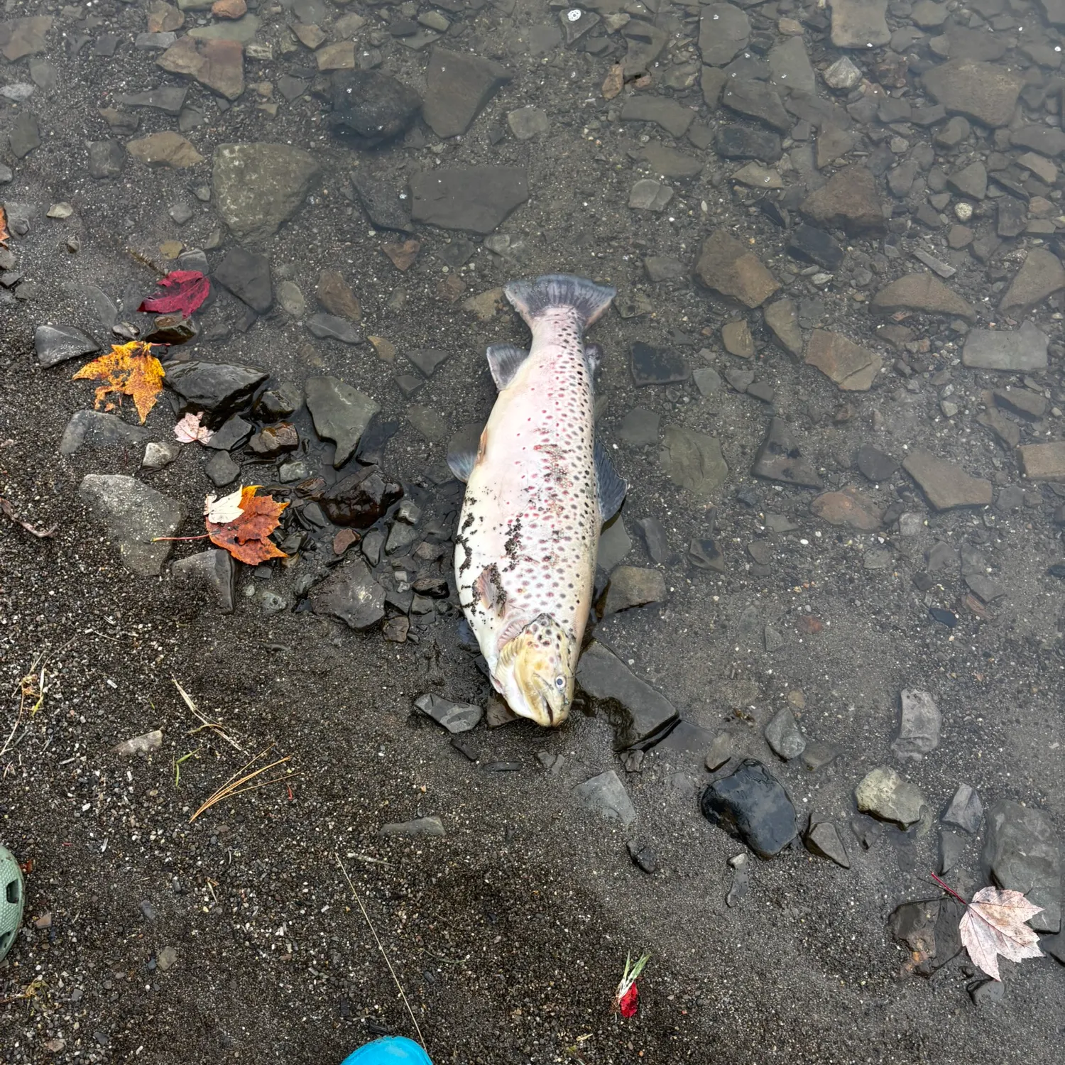 Sea trout caught on Fishbrain