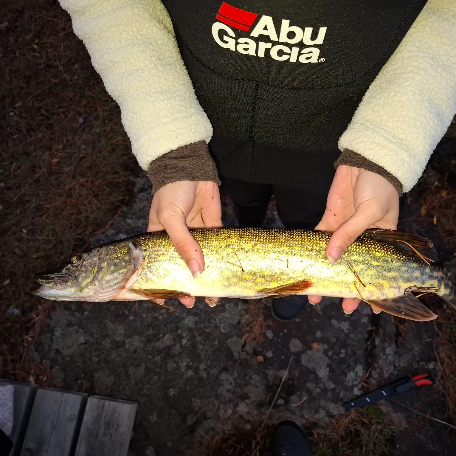 Northern pike caught on Fishbrain