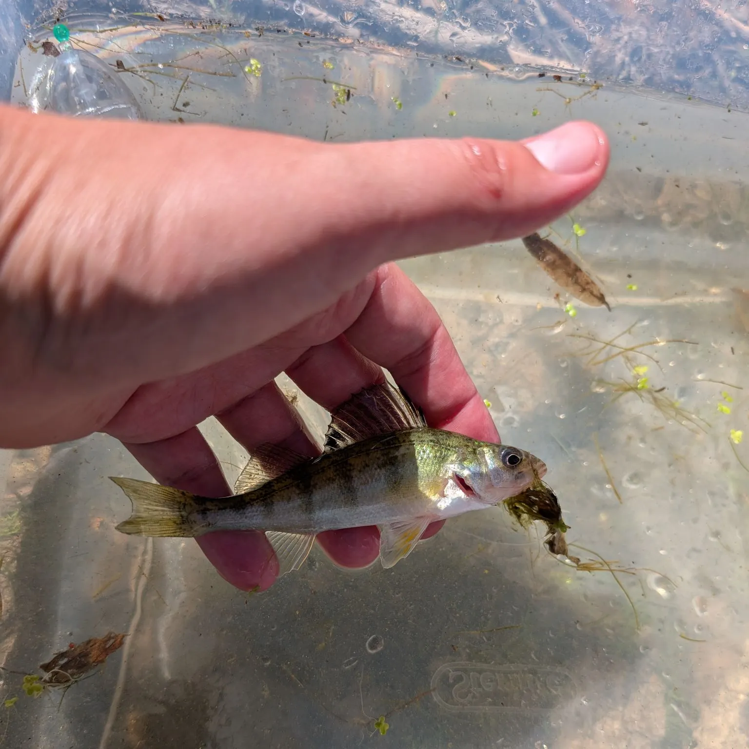 Yellow perch caught on Fishbrain