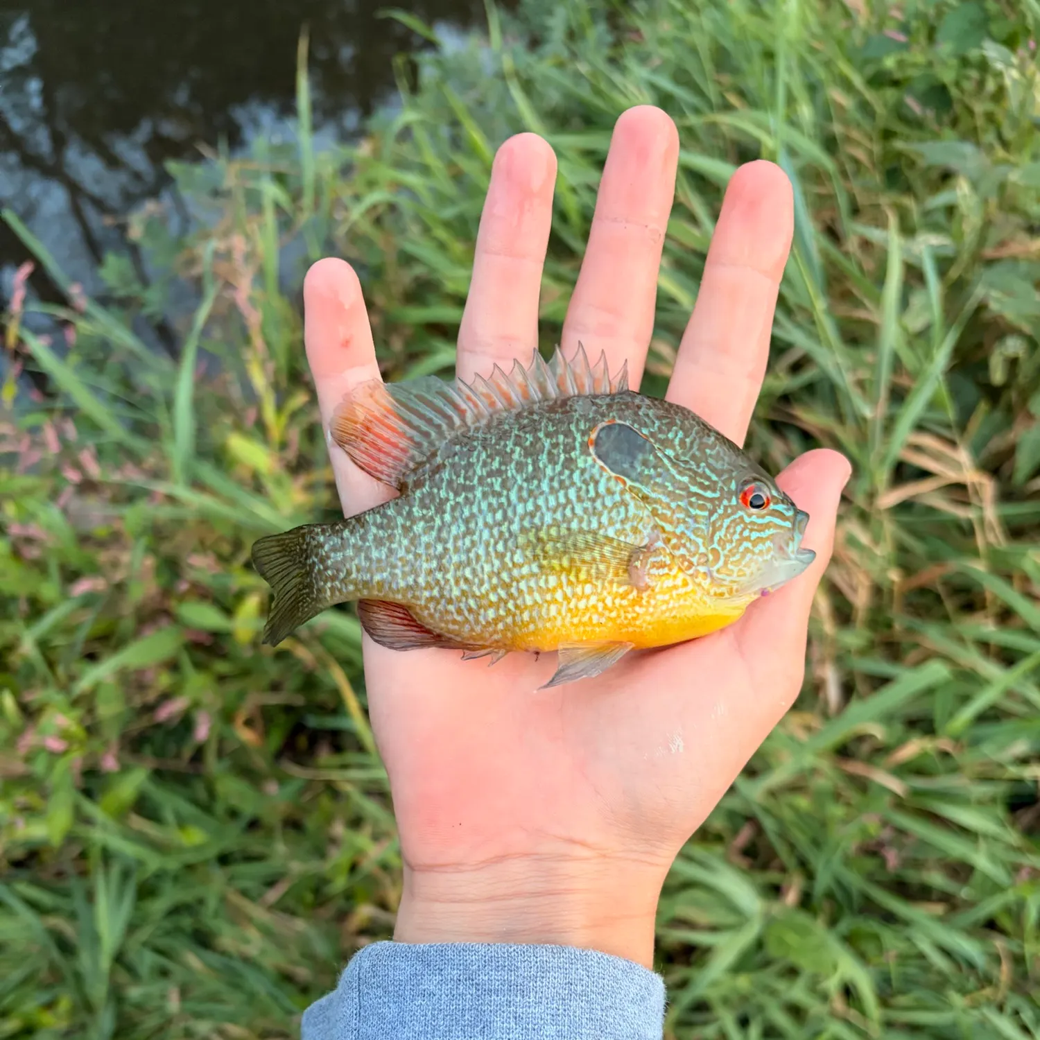 Longear sunfish caught on Fishbrain