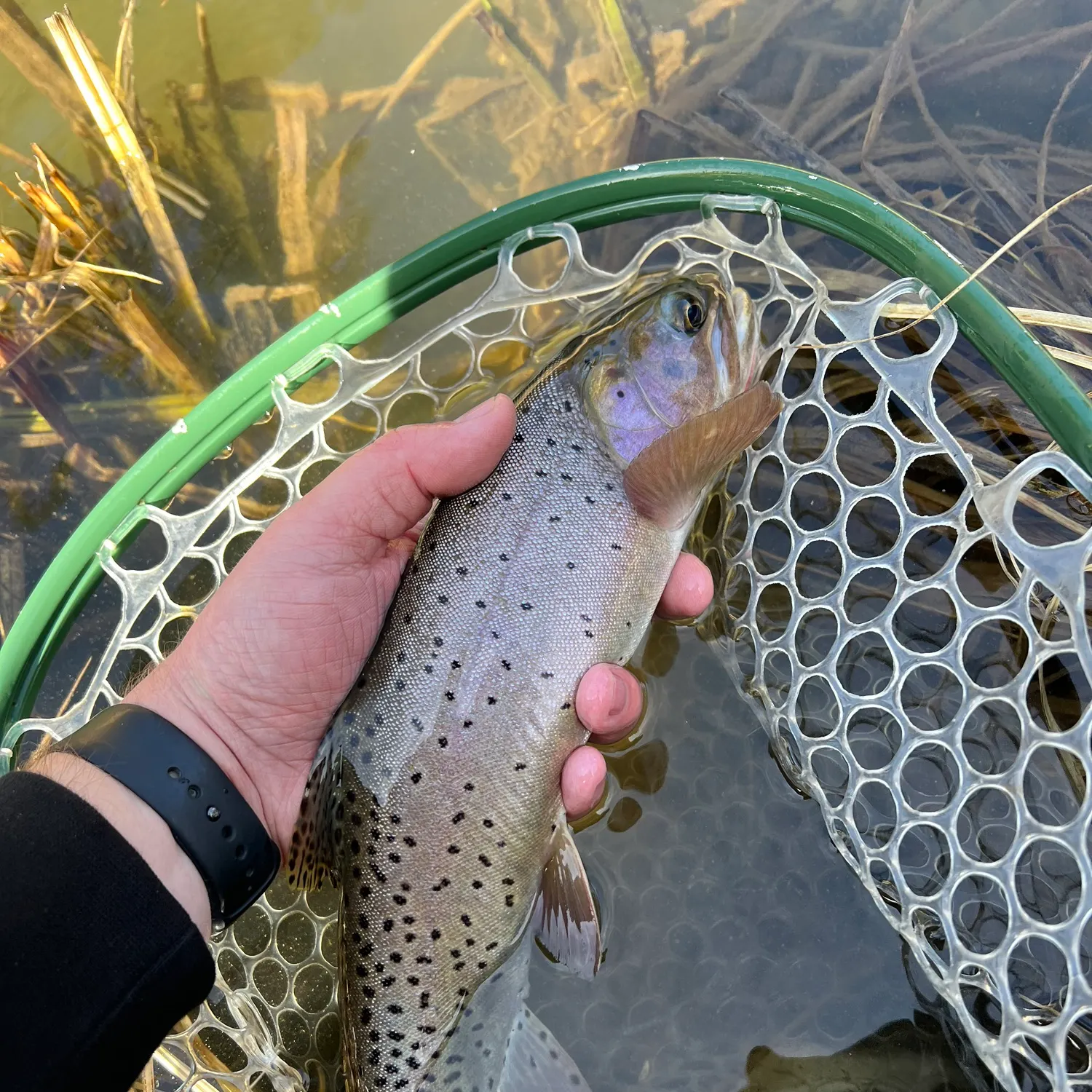 The most recent Colorado river cutthroat trout catches on Fishbrain