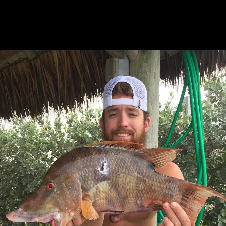 The most recent Hogfish catches on Fishbrain