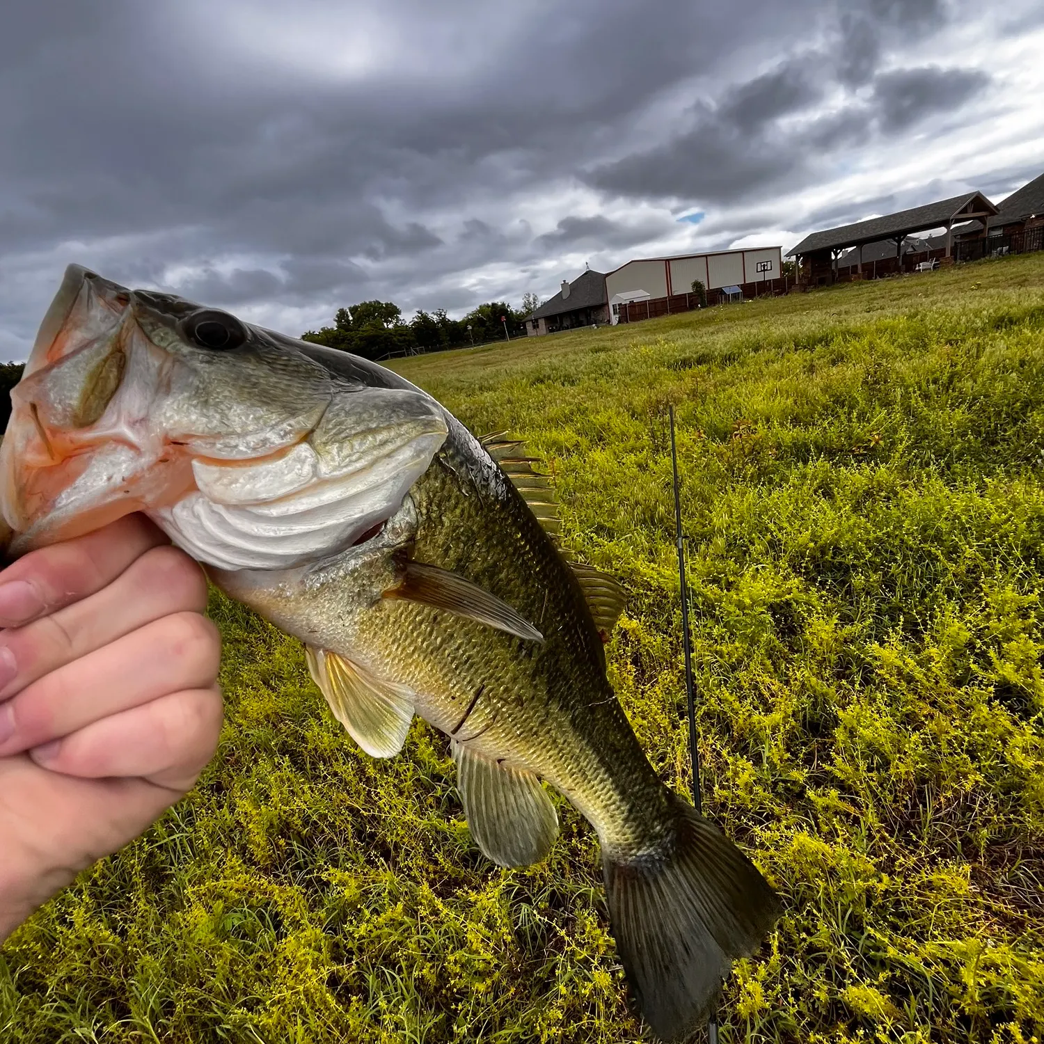 Fish caught on Fishbrain