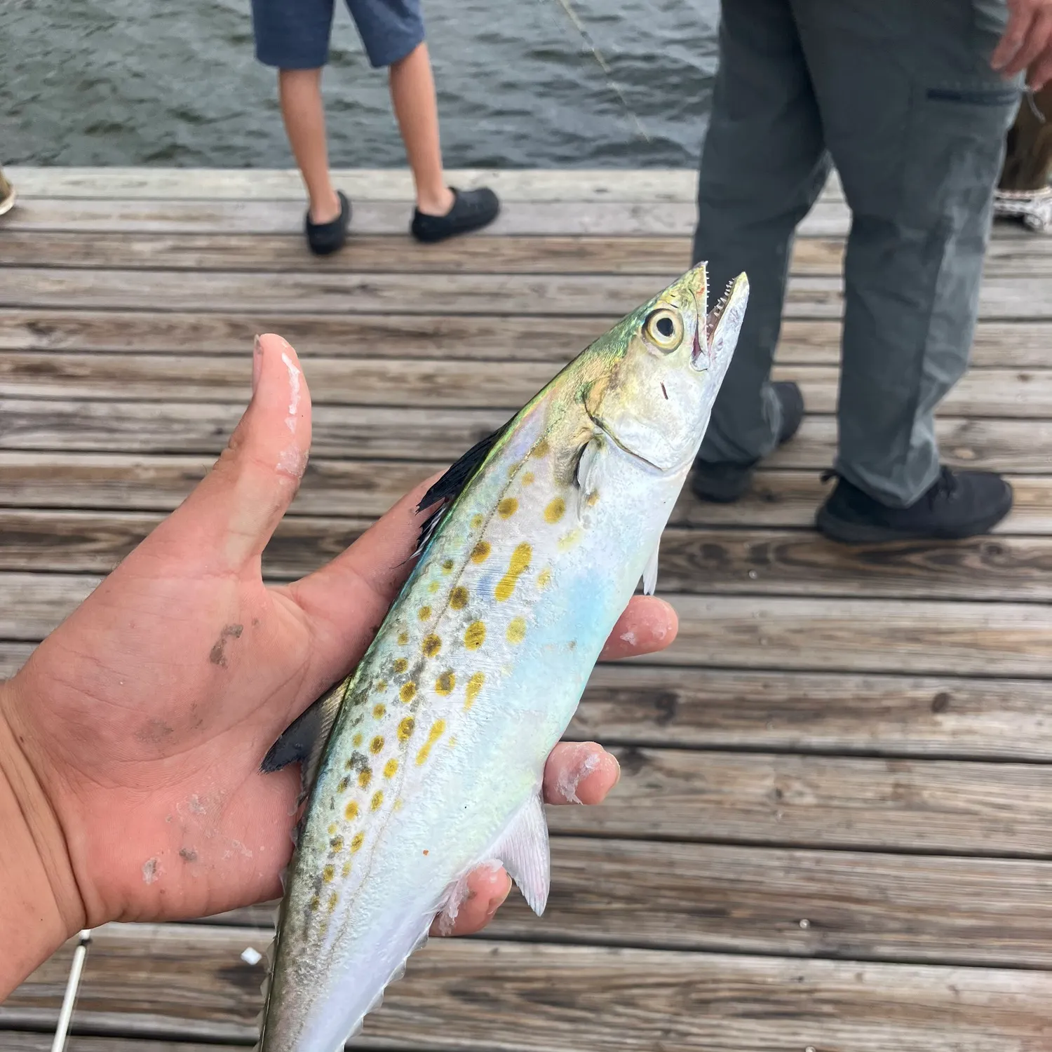 Spanish mackerel caught on Fishbrain