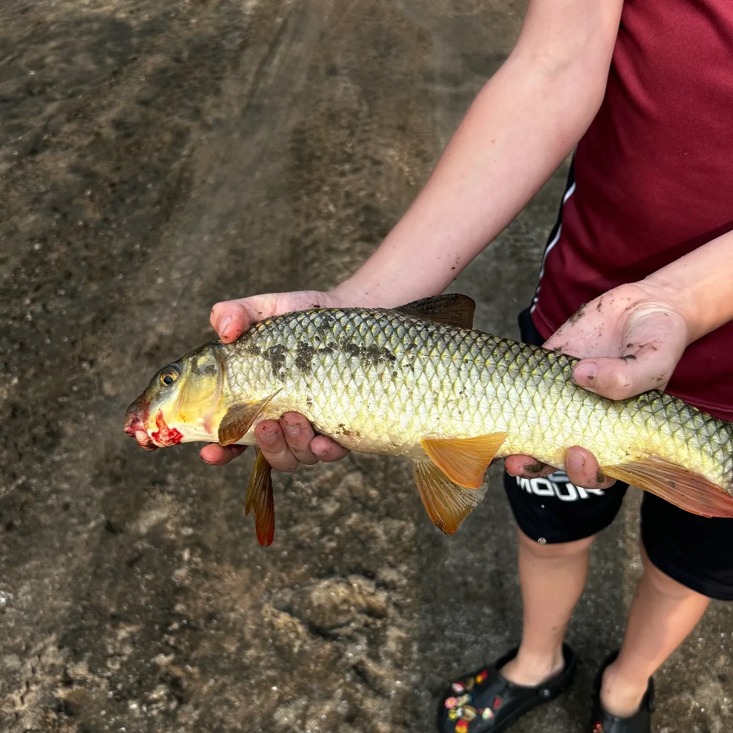 Common carp caught on Fishbrain