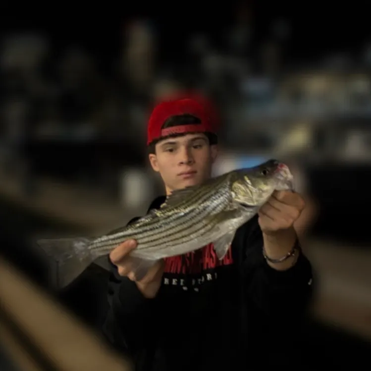 Striped bass caught on Fishbrain