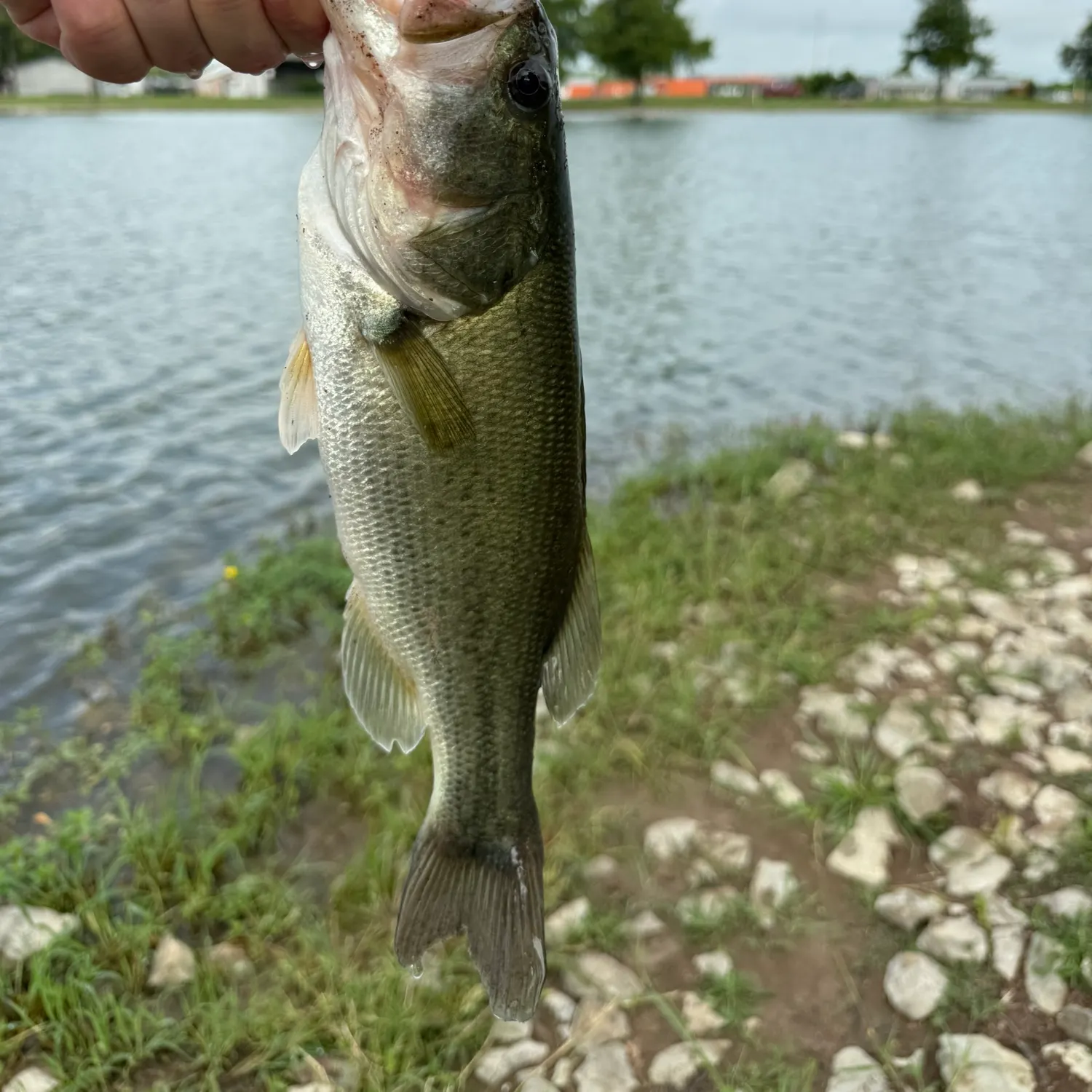 angler catch